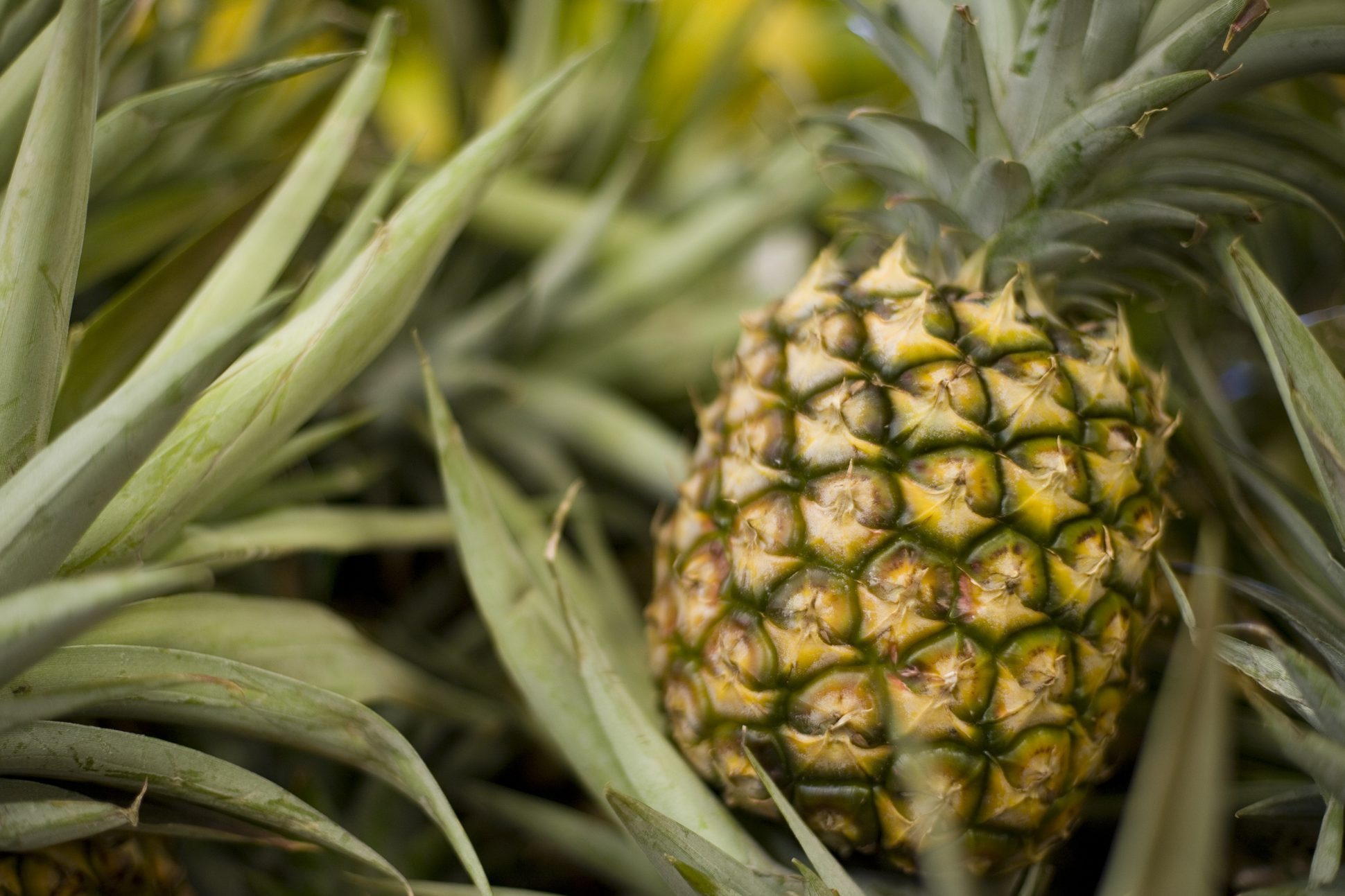 A ripe pineapple growing on the plant