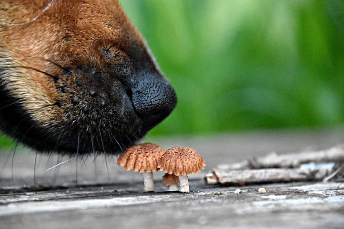 Close-Up Of Dog Smelling Mushrooms