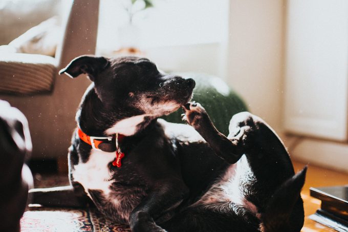Dog Scratching at home