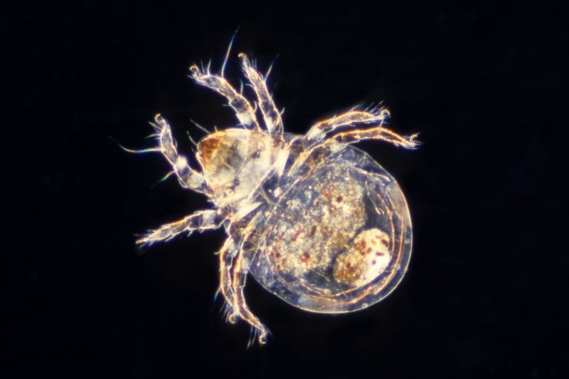 DUST MITE under microscope