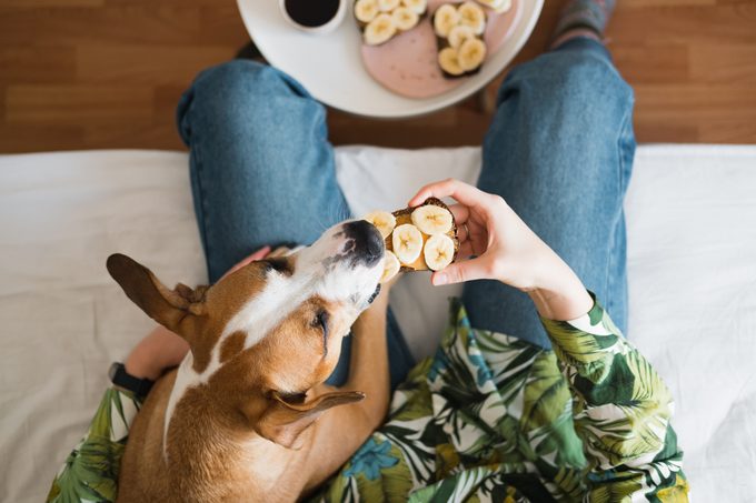 Sharing a peanut butter and banana sandwich with a dog, shot from above, person and dog sitting on couch