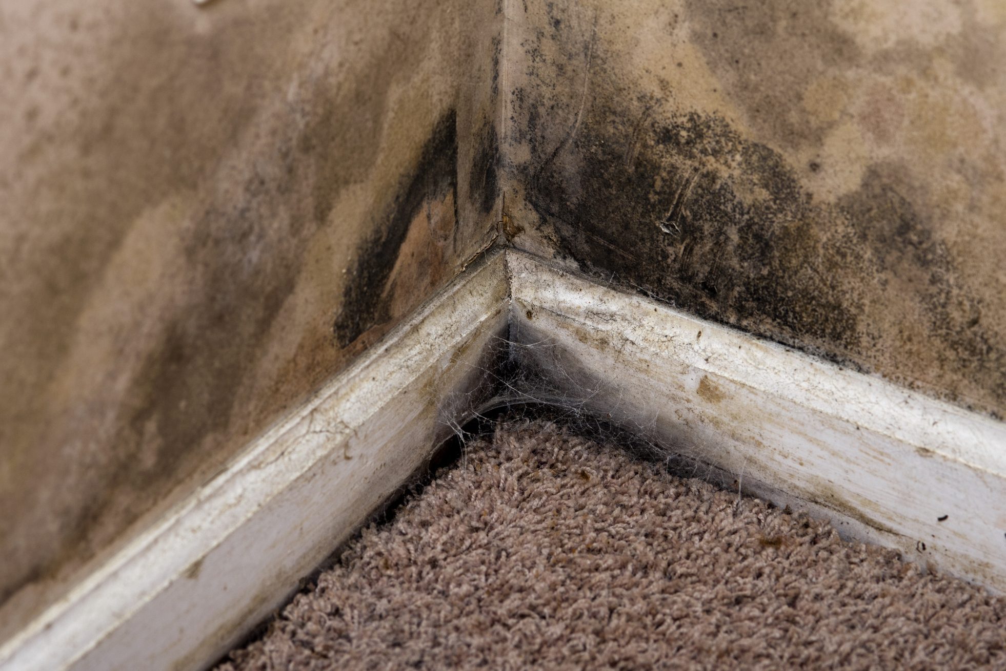 Home interior Black Mold on basement wall