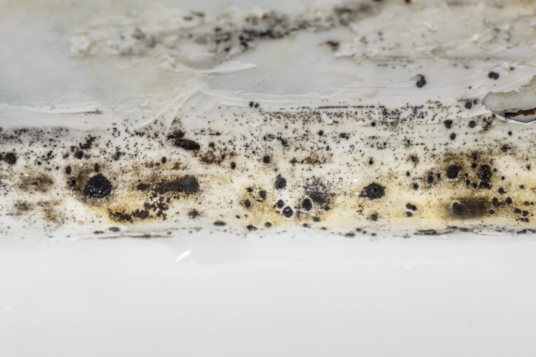 close up of Mold In a Bathroom