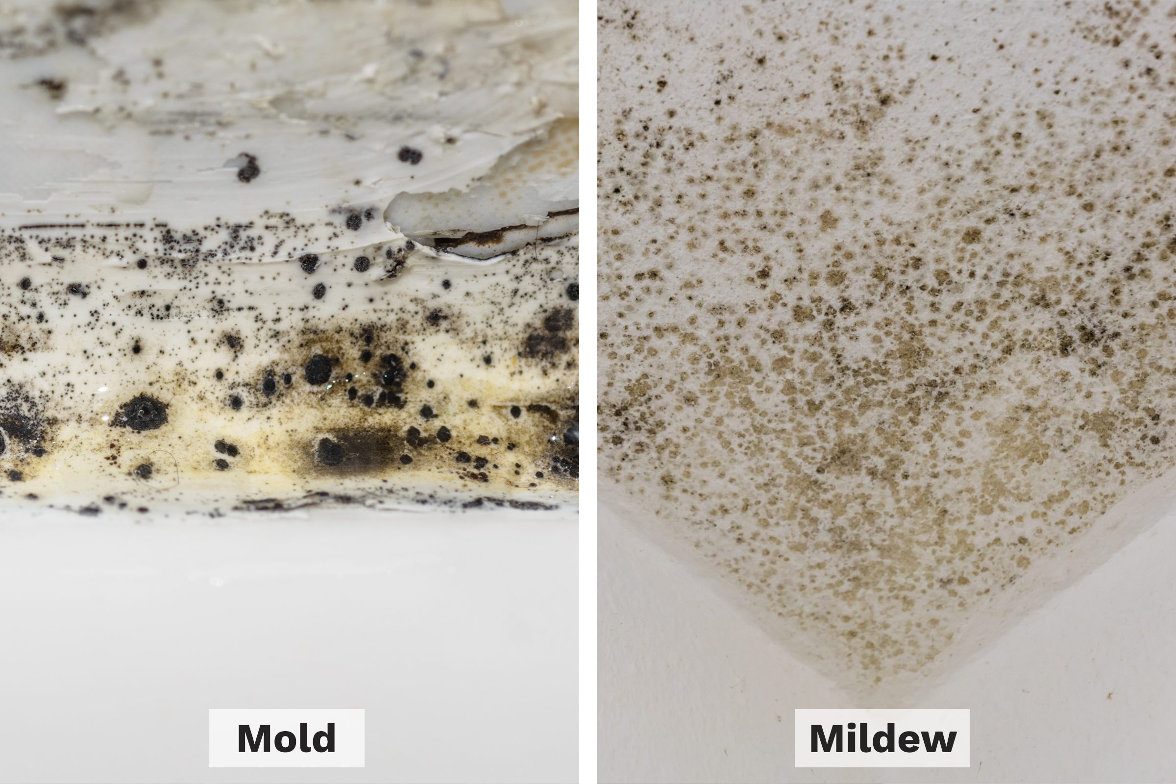 Mold Vs Mildew Side By Side