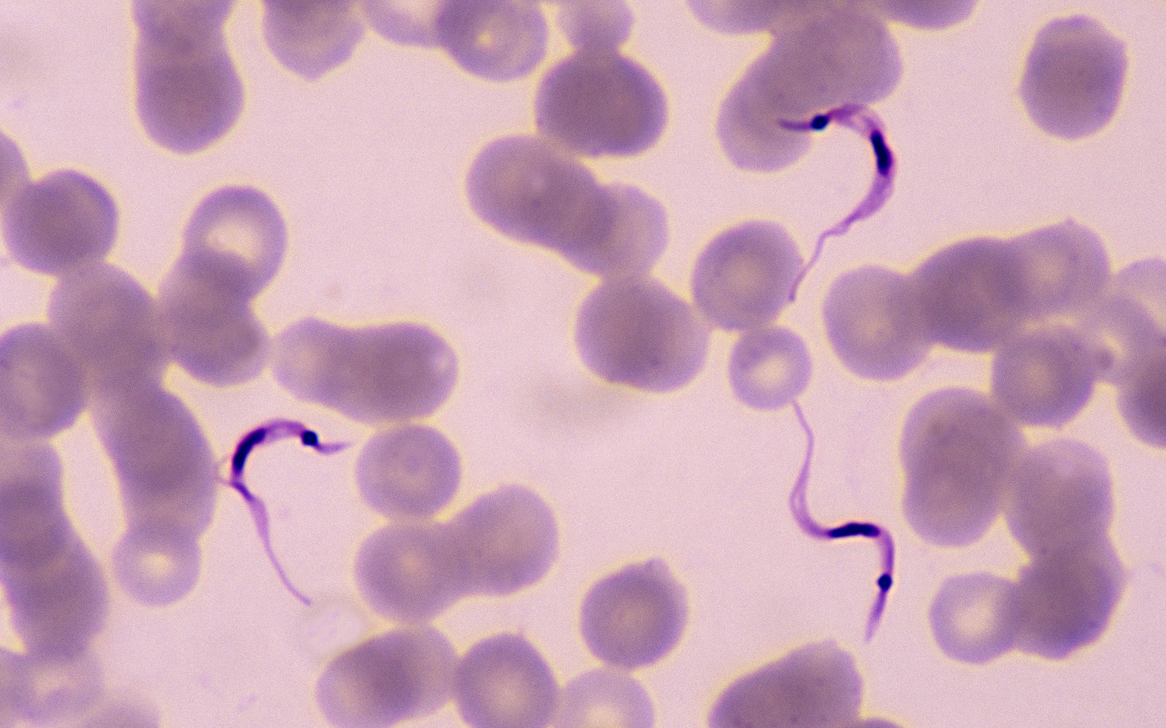 Parasites