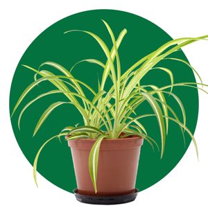 Spider plant