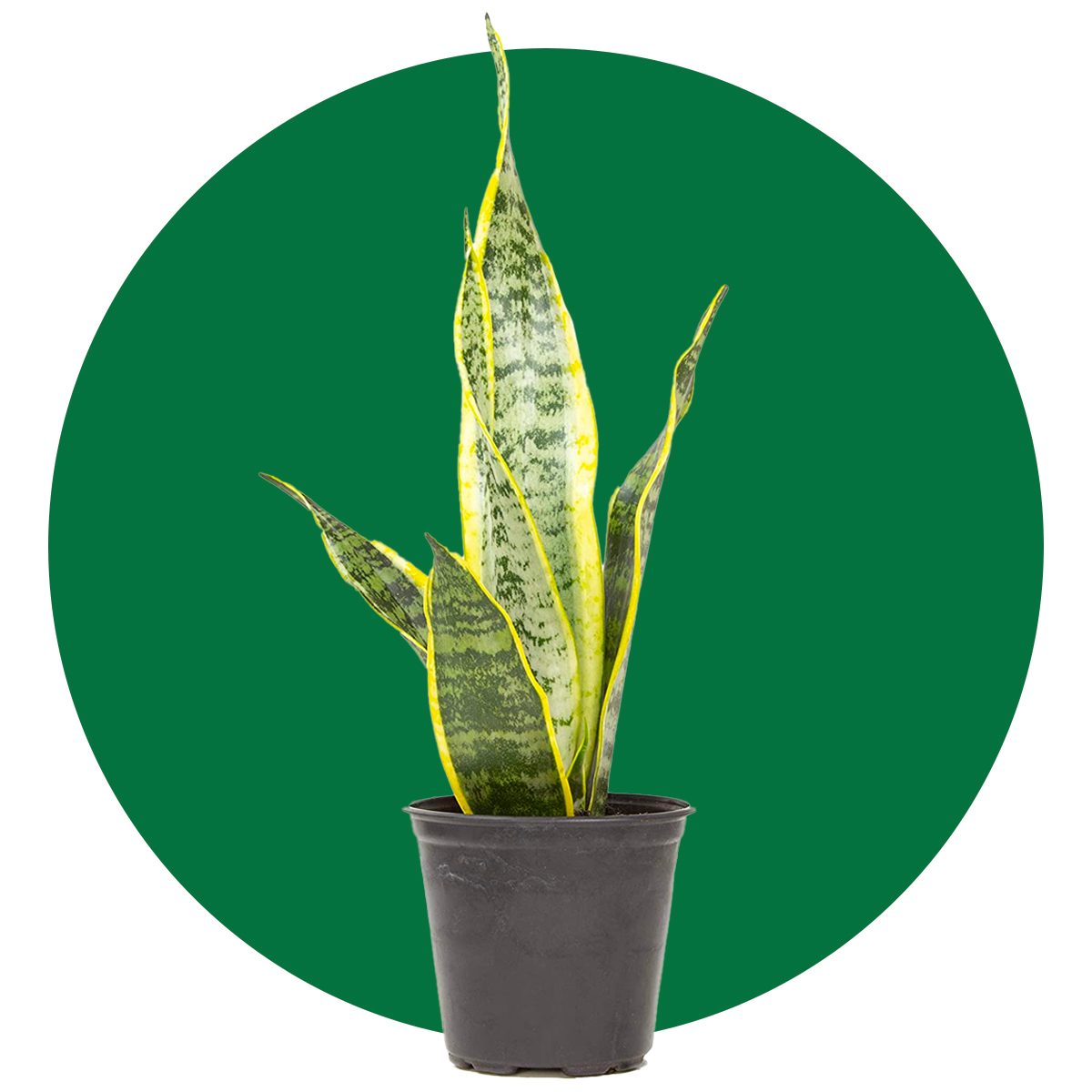 Snake plant