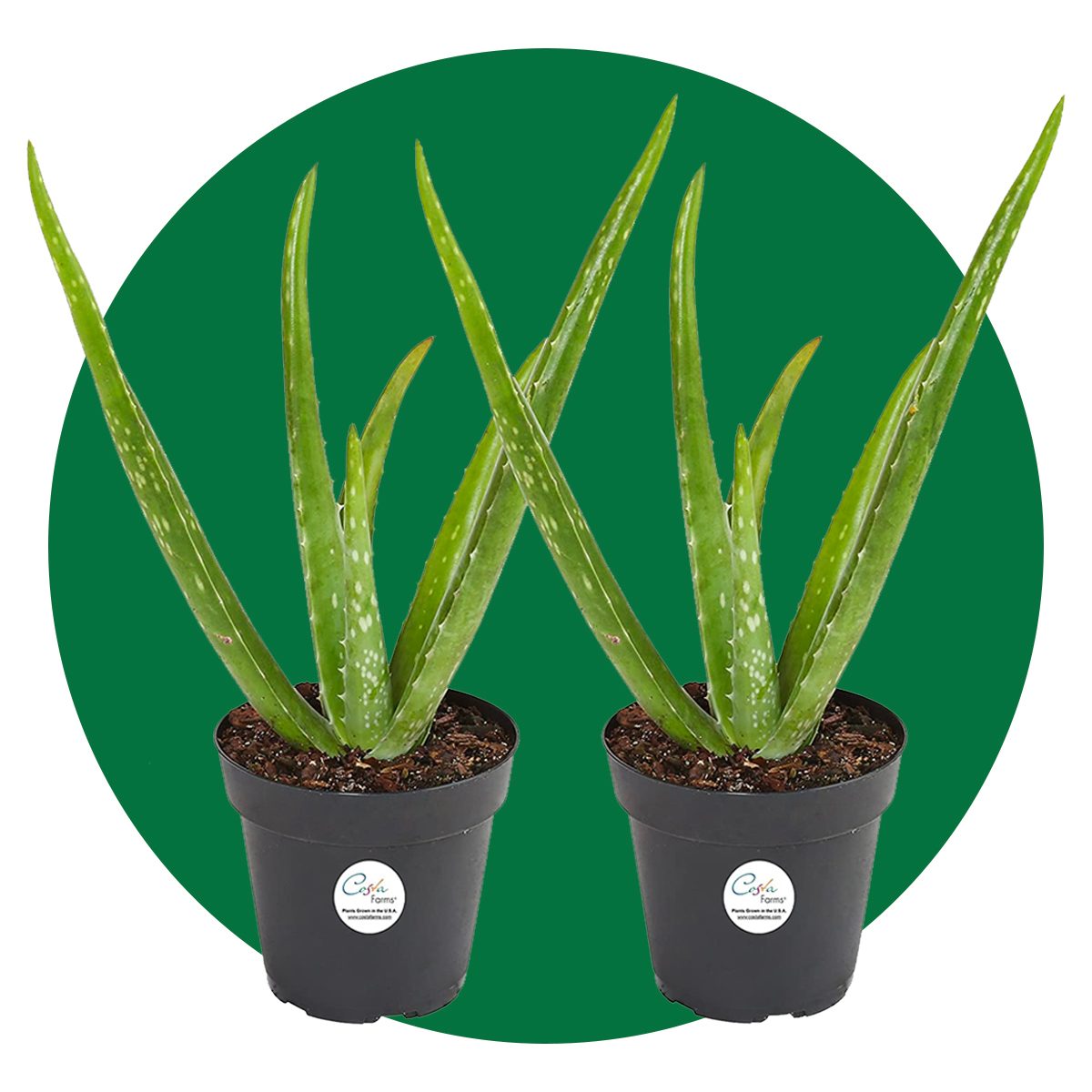 Aloe vera