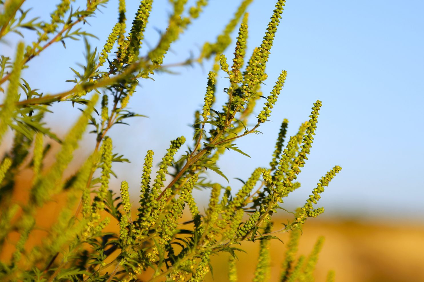 Ragweed Plant