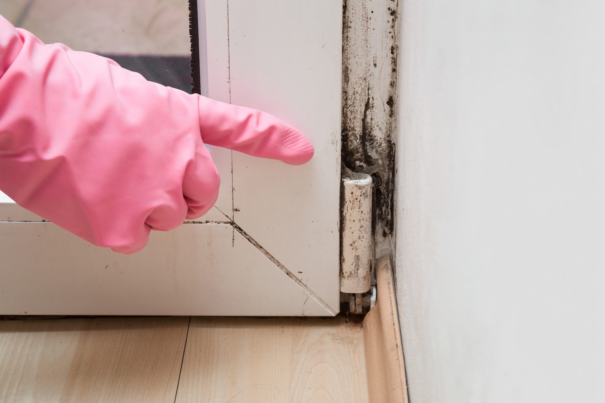 Hand in rubber protective glove pointing to the mold in the window corner.