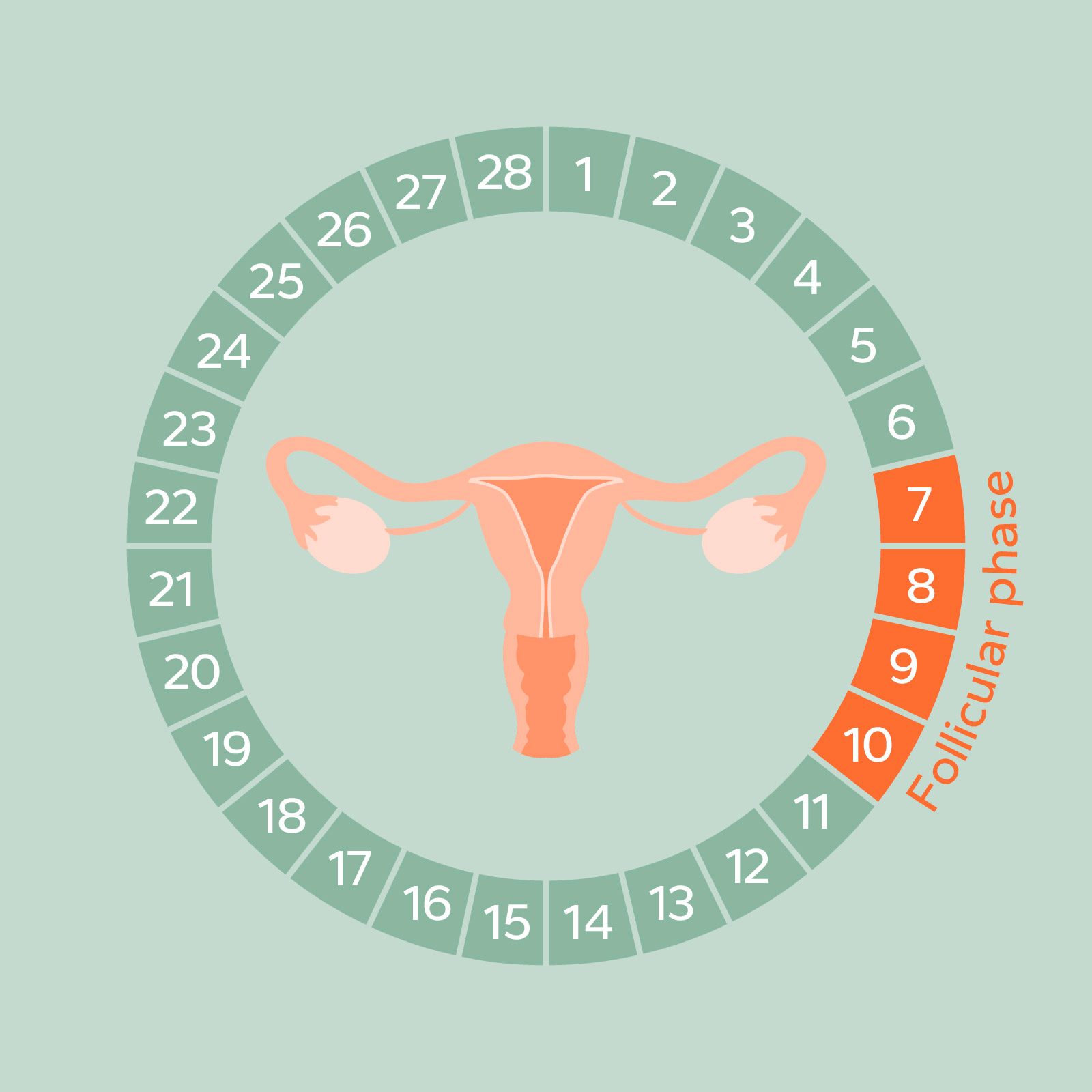 Monthly Cycle Phases - Follicular phase