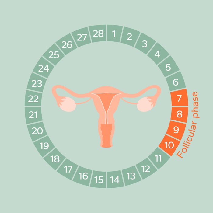 Monthly Cycle Phases - Follicular phase