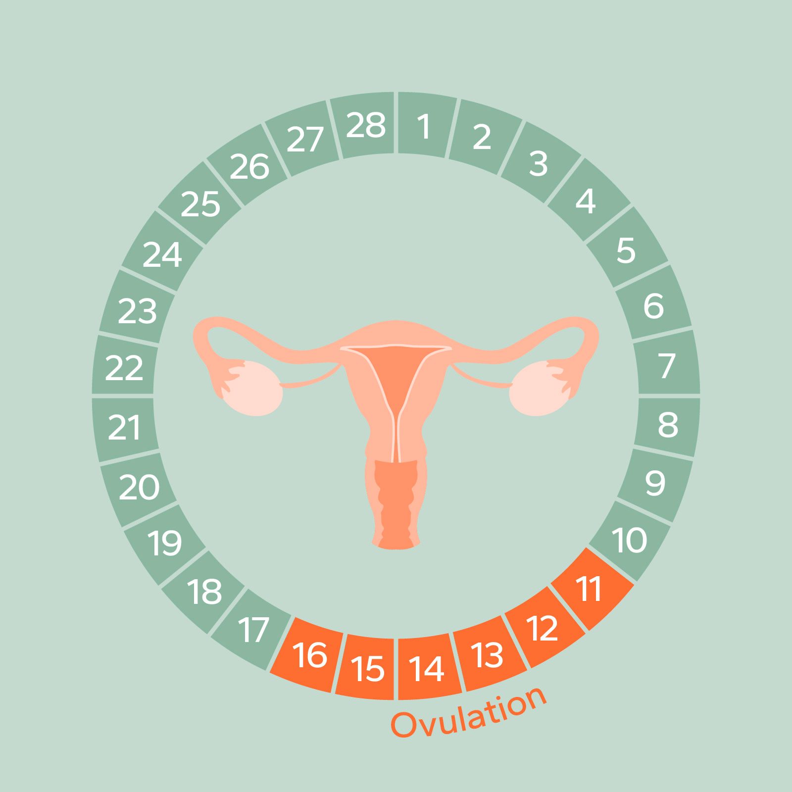 Monthly Cycle Phases - Ovulation