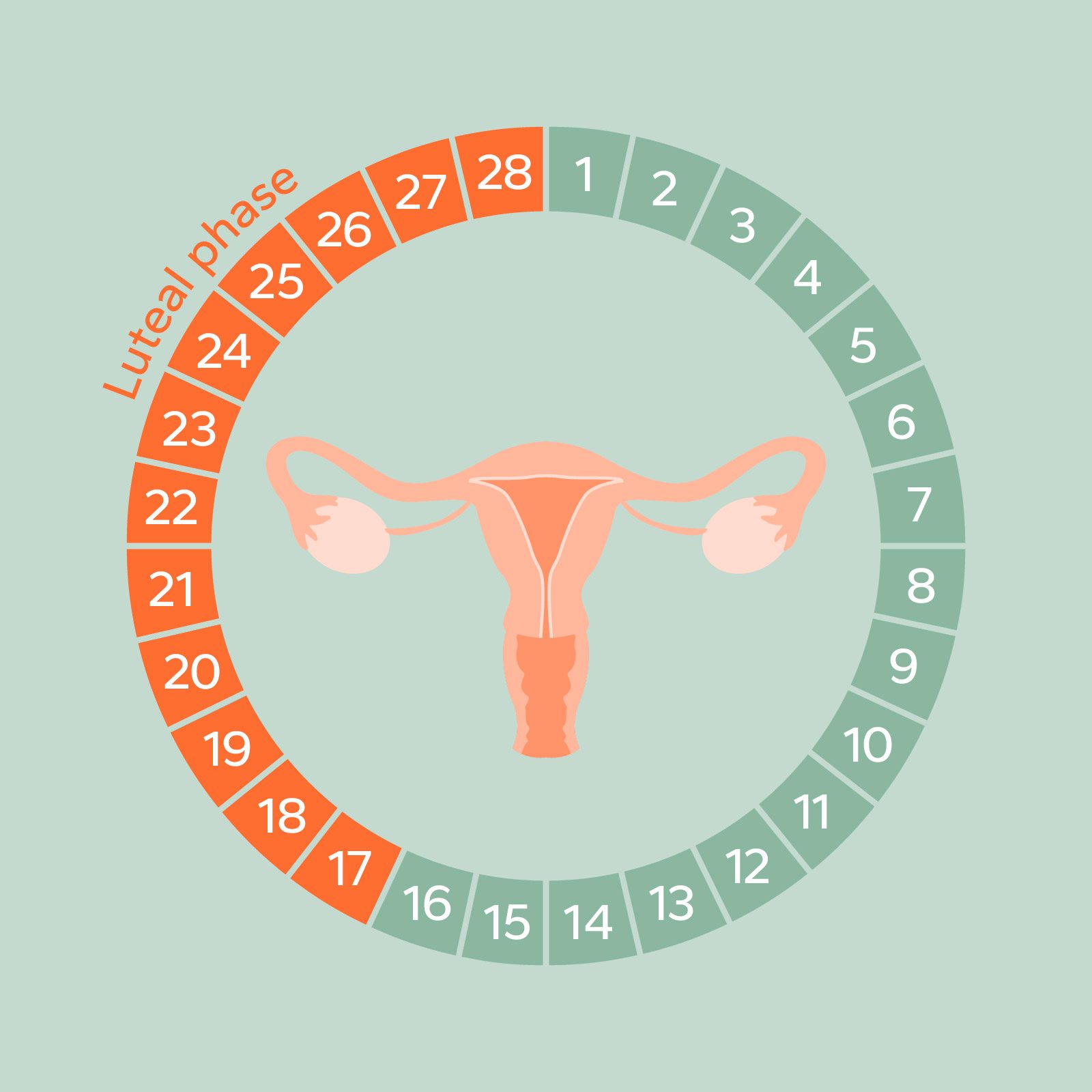 Monthly Cycle Phases - Luteal phase