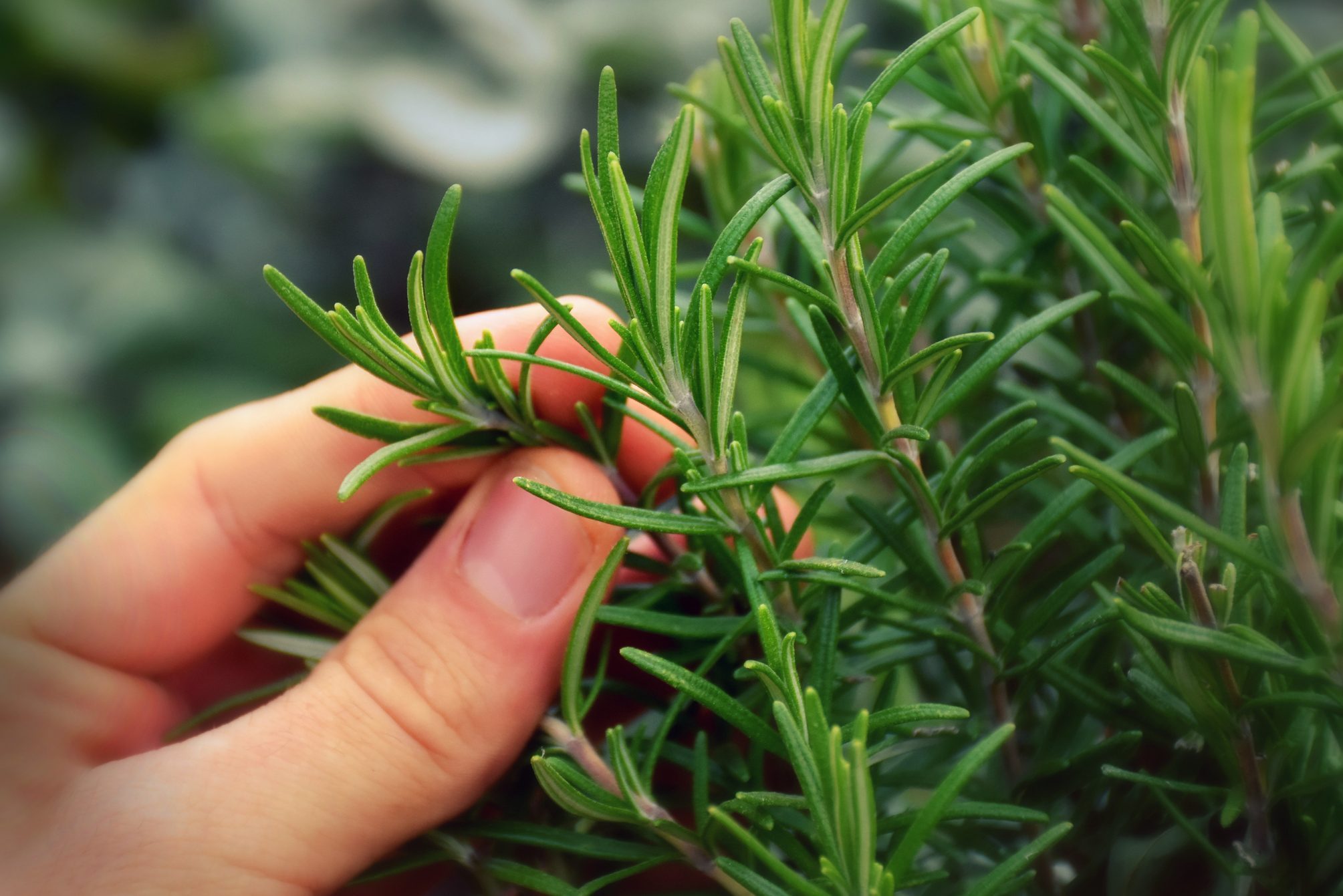 picking rosemary at my garden for preparing an italien dish.