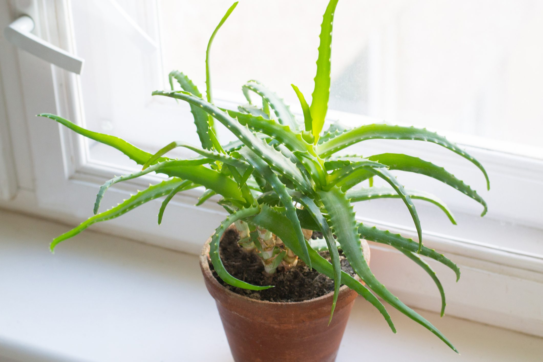 Growing of aloe on windowsill