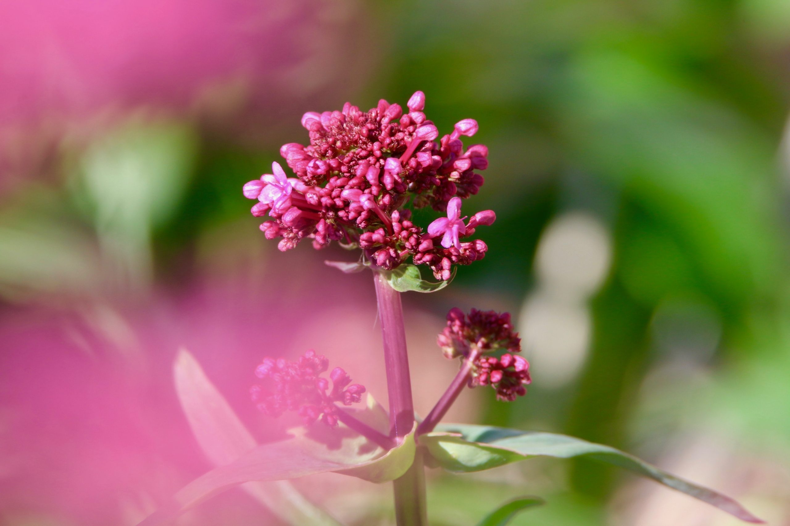 valerian flower