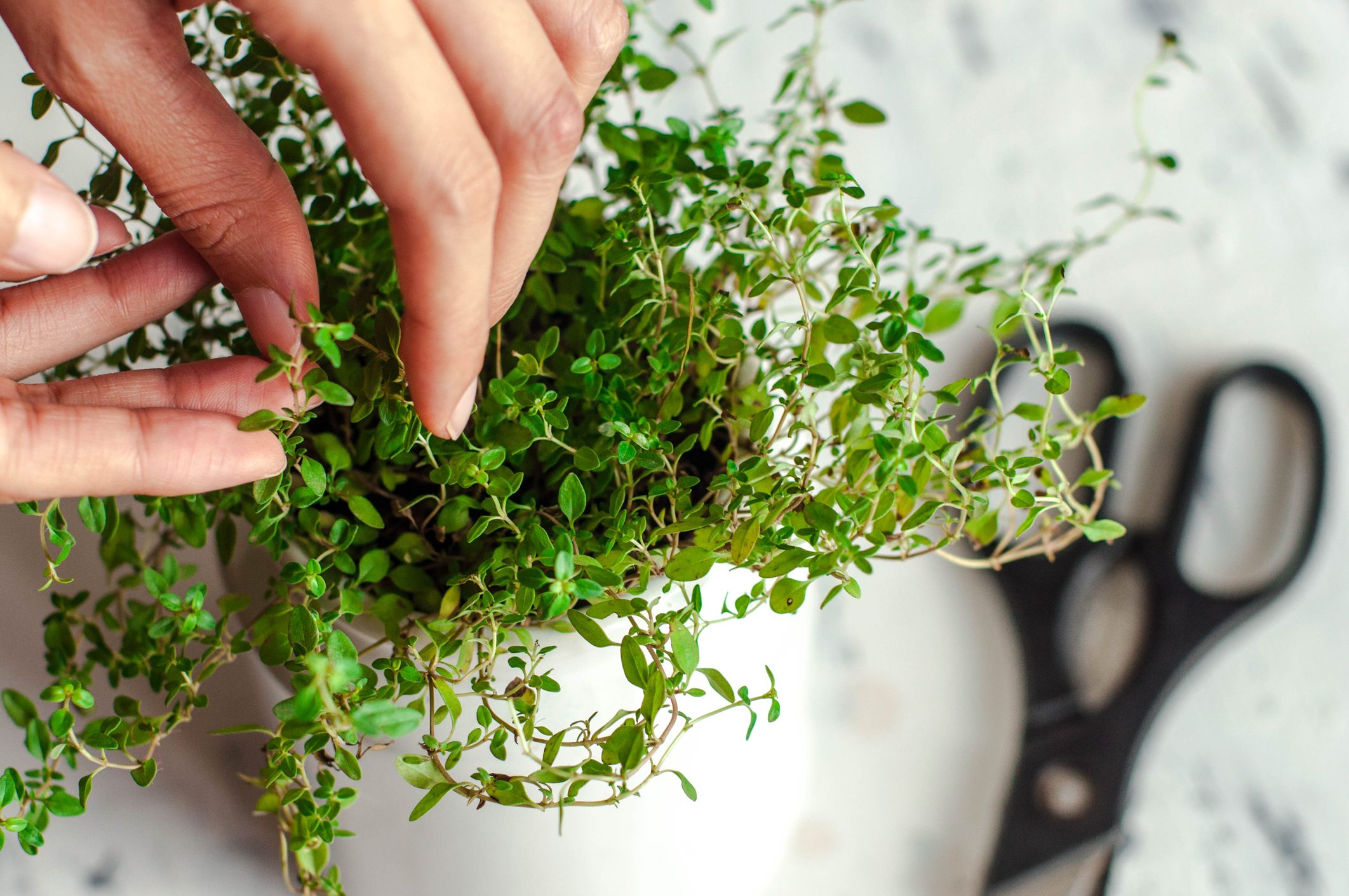 A young person is gardening indoor