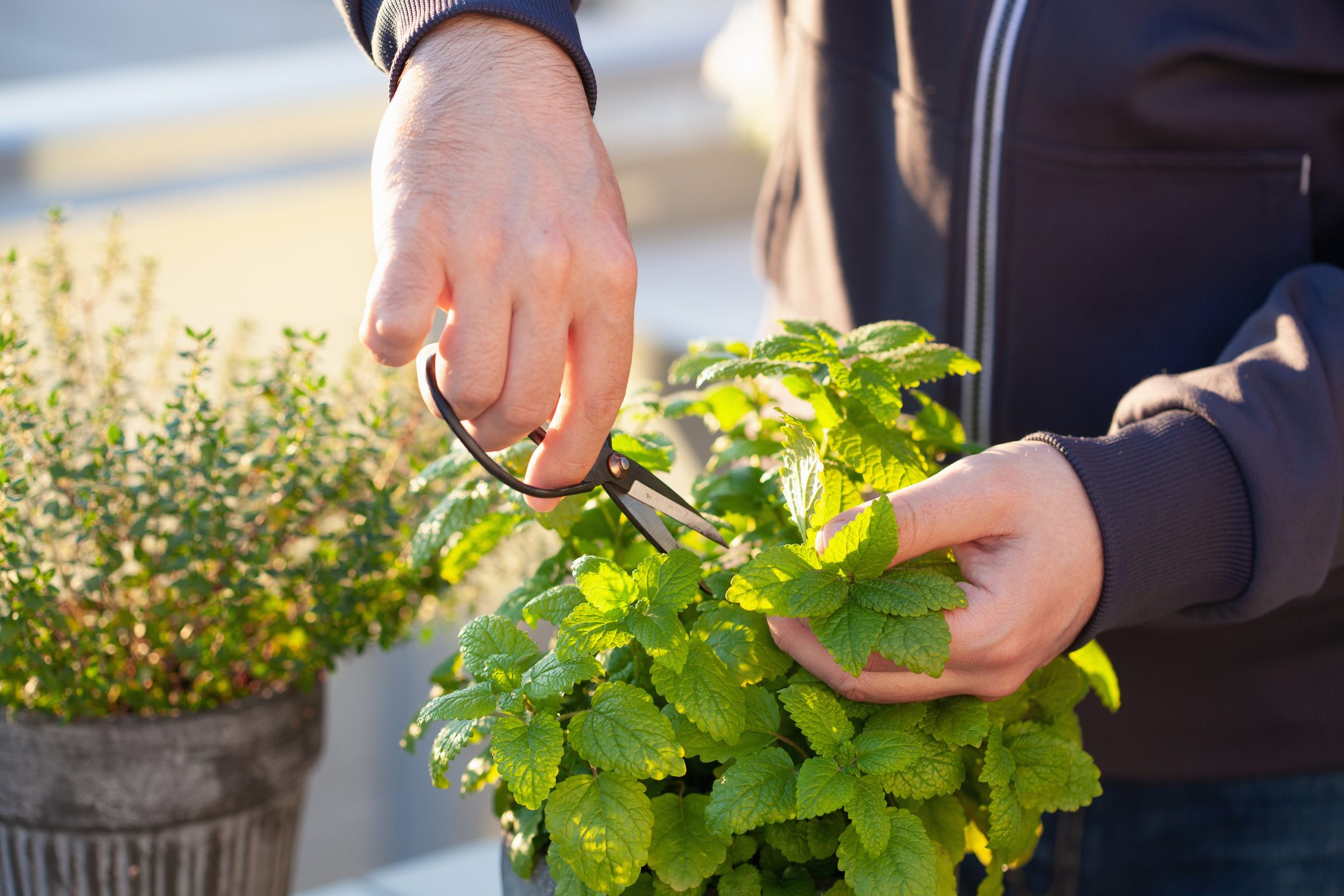 gardener picking lemon balm (melissa) in flowerpot on balcony