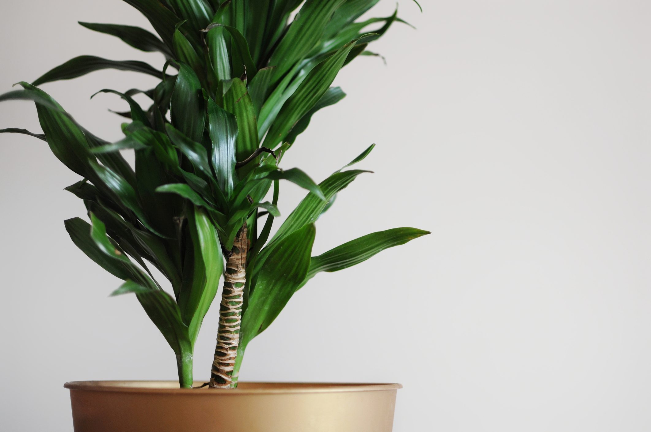 Close up of dracaena fragrans home plant. Minimal style design on empty white wall background. Empty place your text