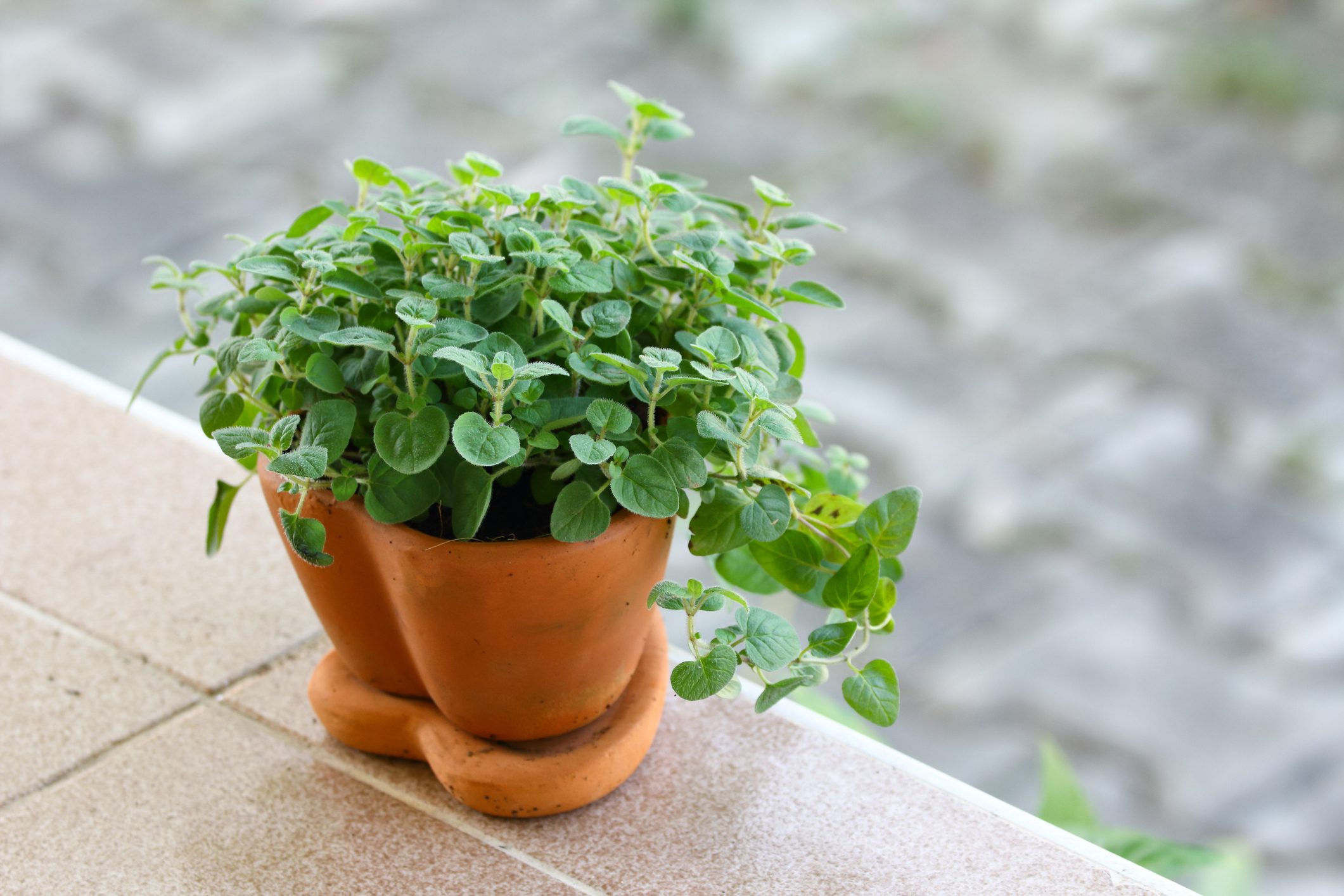 Oregano in the pot