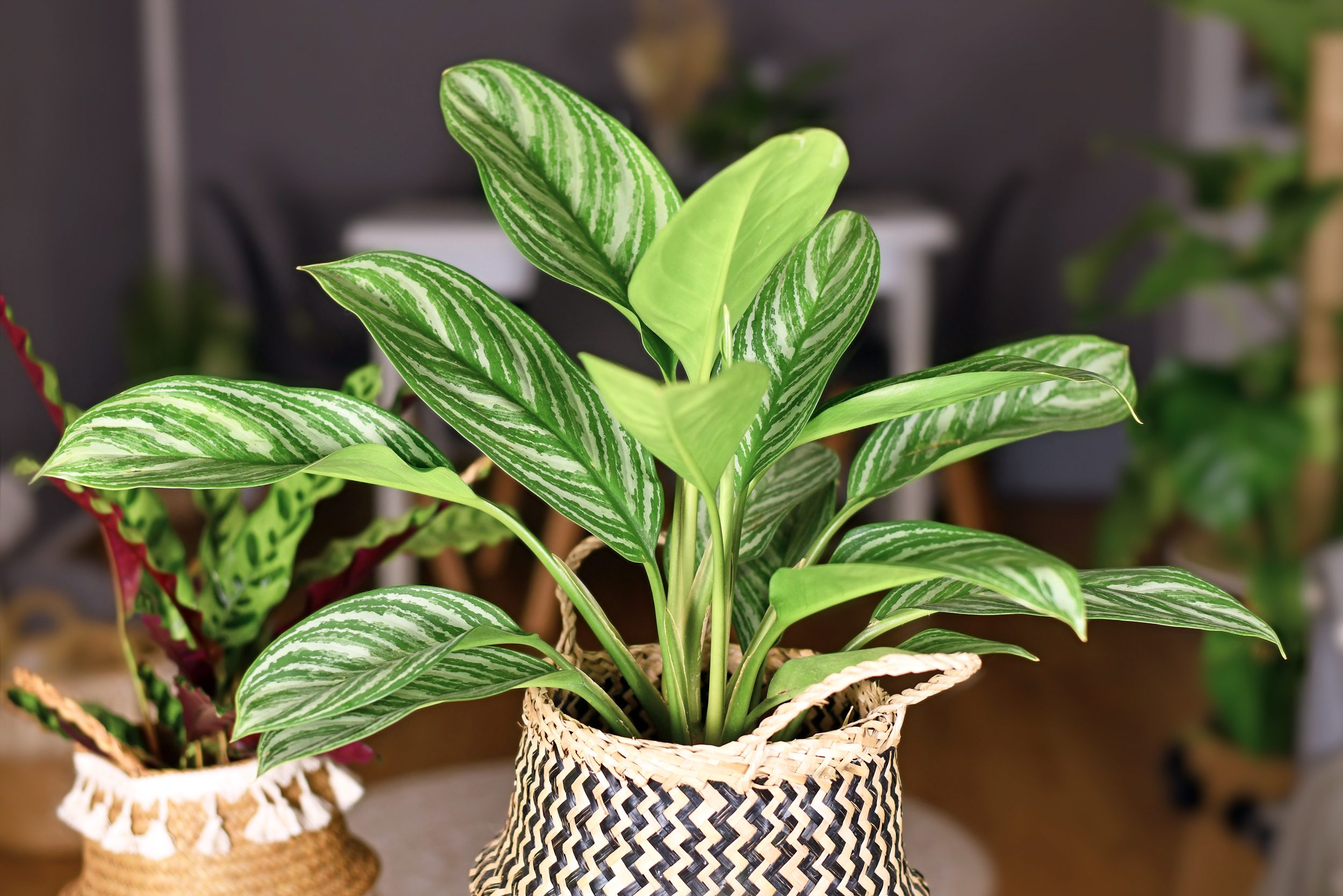 Tropical 'Aglaonema Stripes' houseplant with long leaves with silver stripe pattern