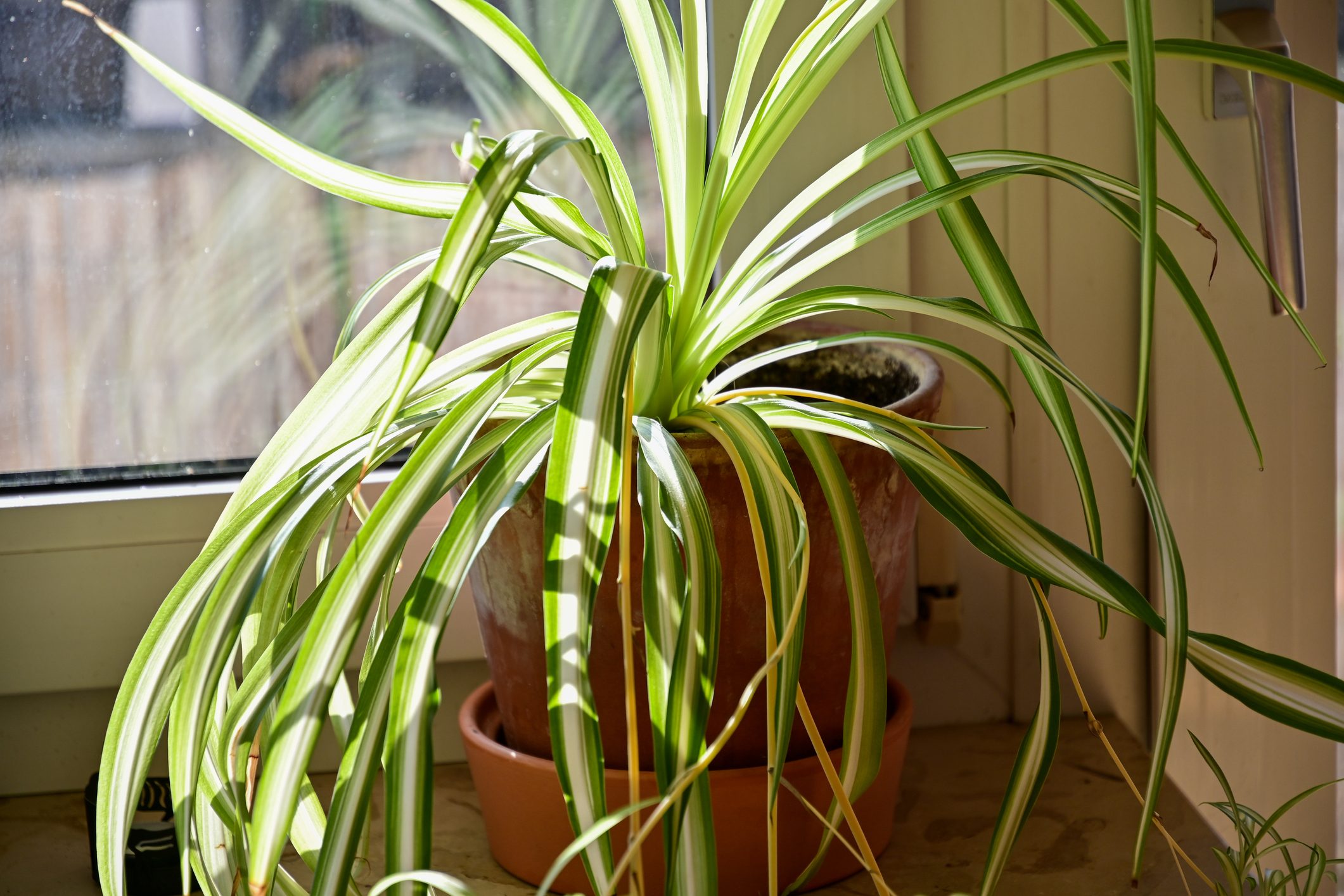 Green lily plant on the windowsill