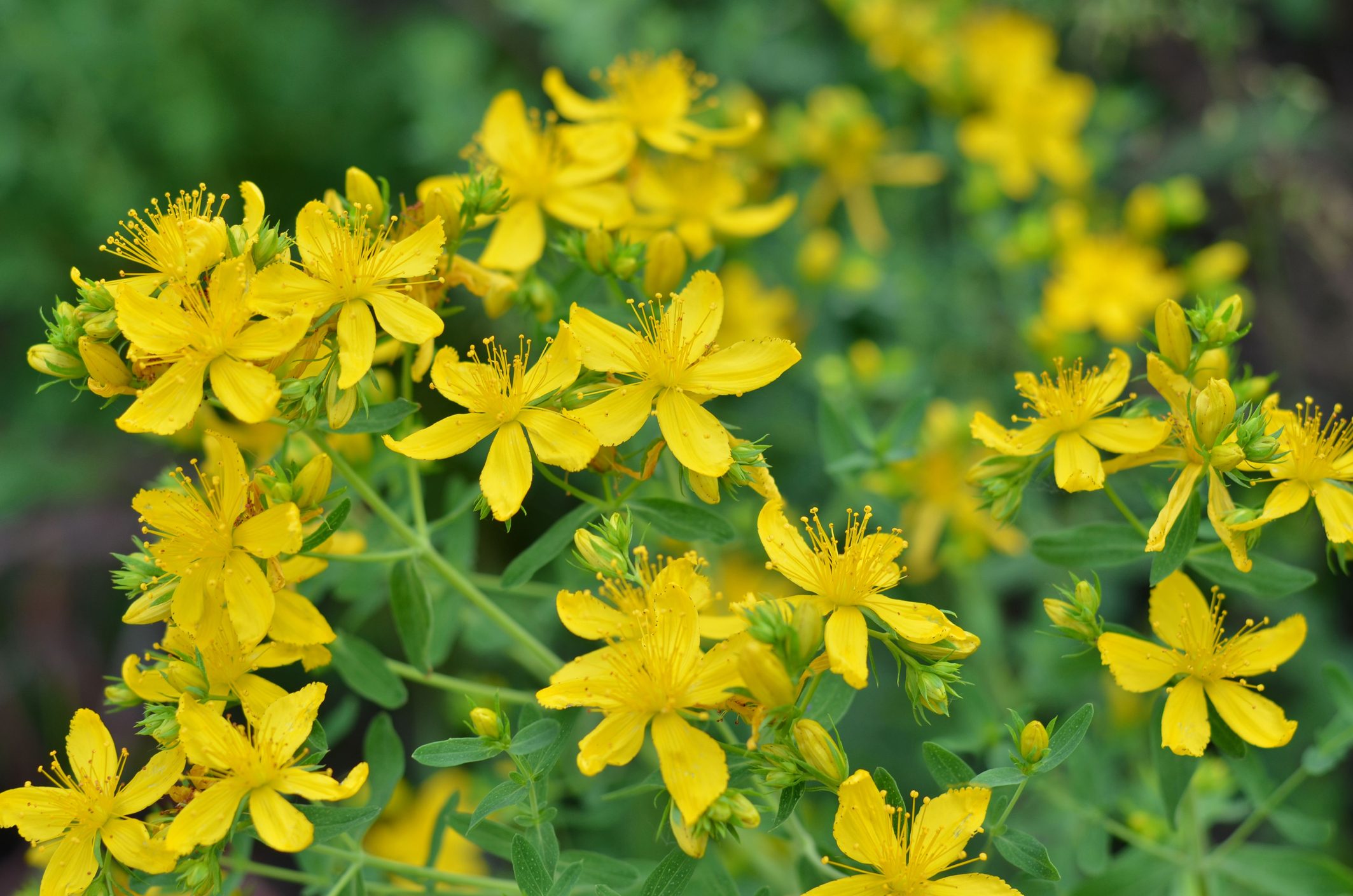 Flowering Hypericum perforatum or St John's-wort - plant used in folk medicine.