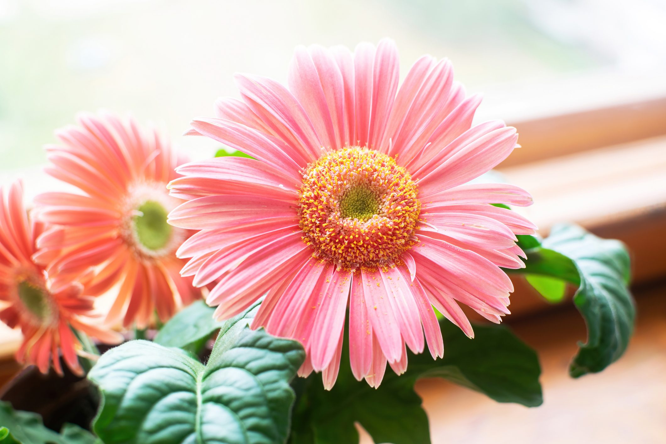 Beautiful pink gerbera in a flower pot on a windowsill.