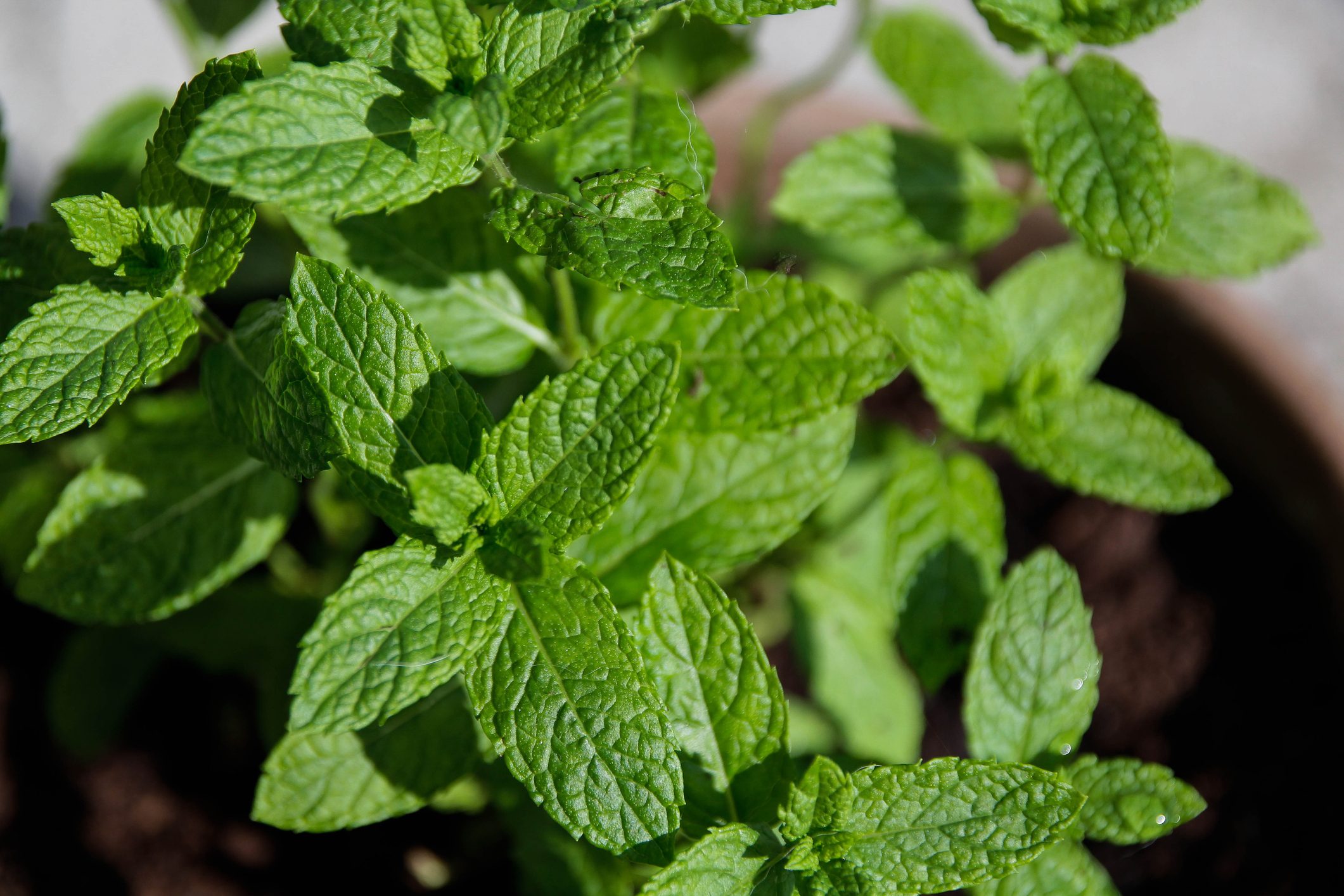 Fresh potted mint