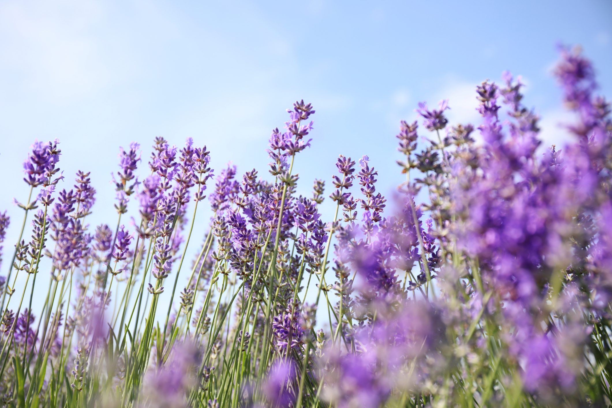 Beautiful blooming lavender field on summer day