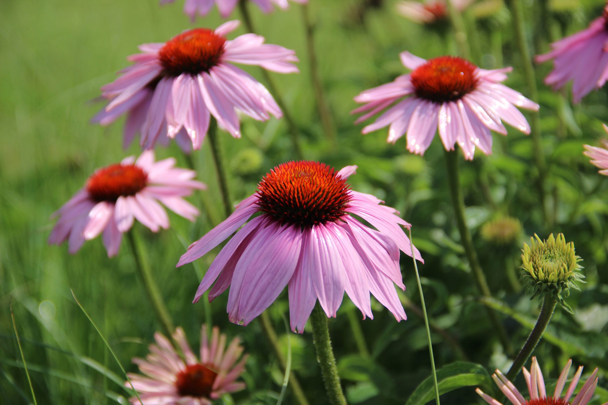 Beautiful purple Coneflowers,Close-up of pink flowers,Arcen,Netherlands