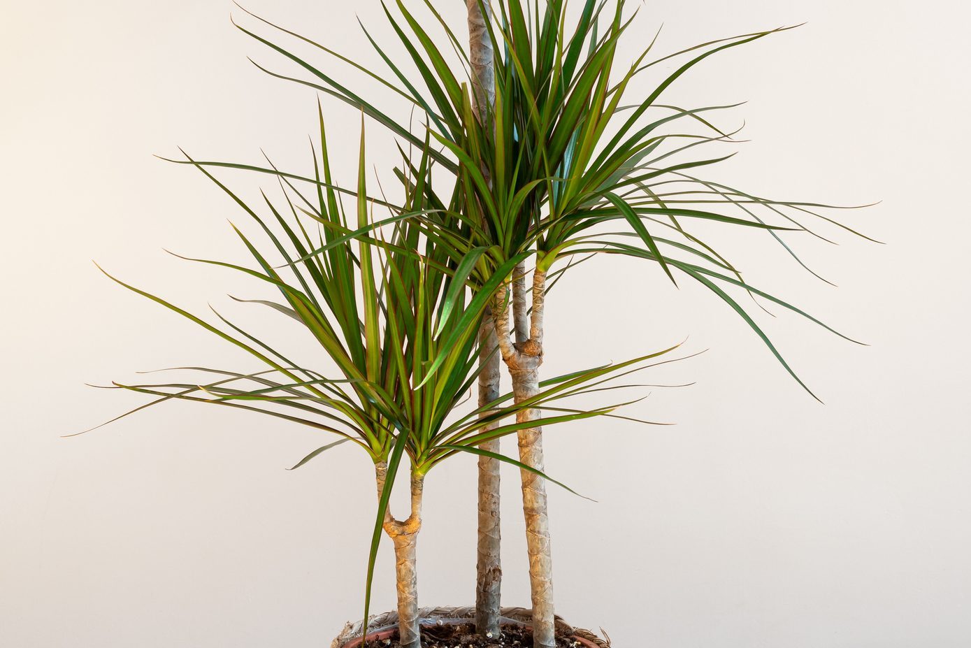 Dracaena marginata (Madagascar Dragon Tree, Red Edged Dracaena) plant