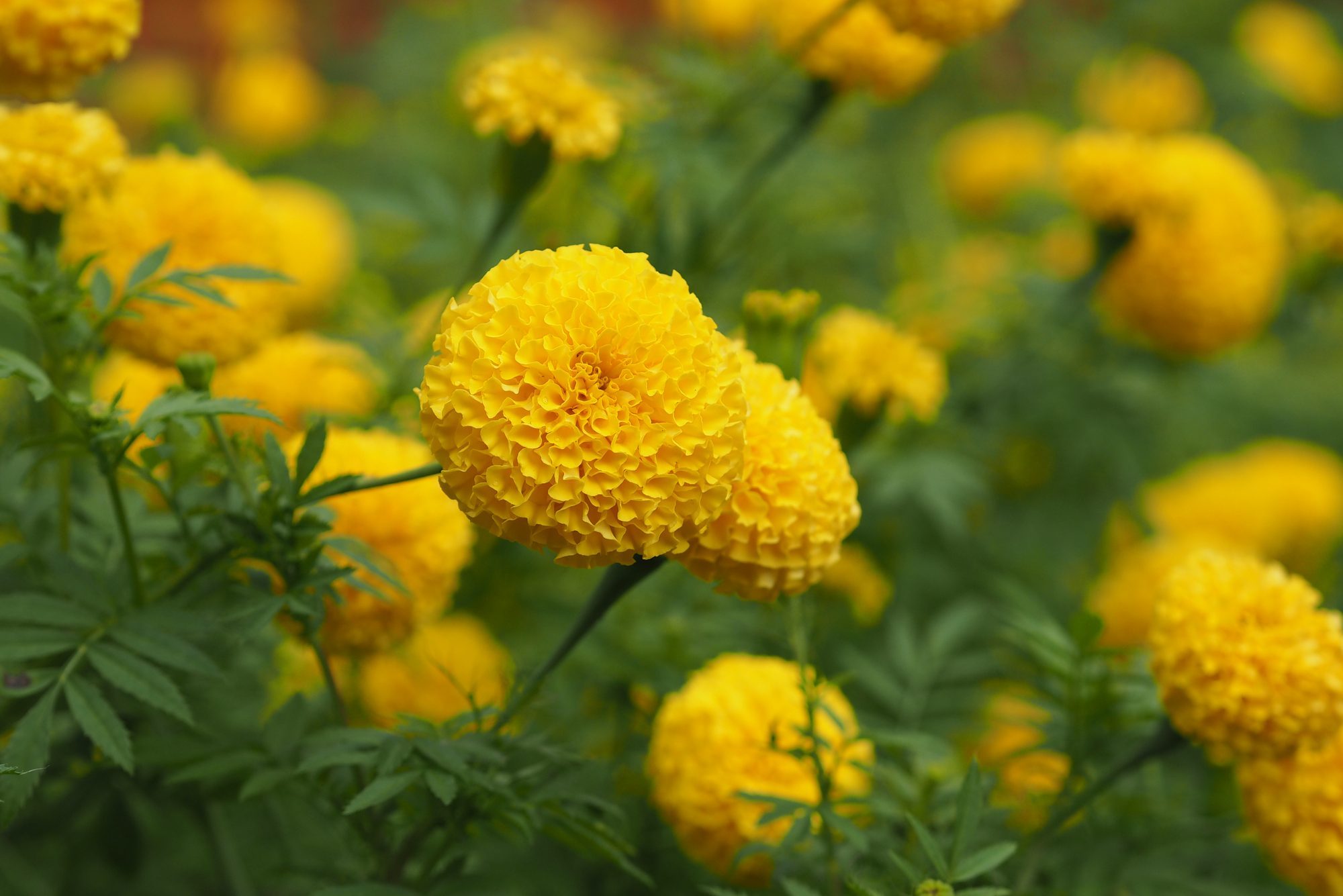 African marigolds