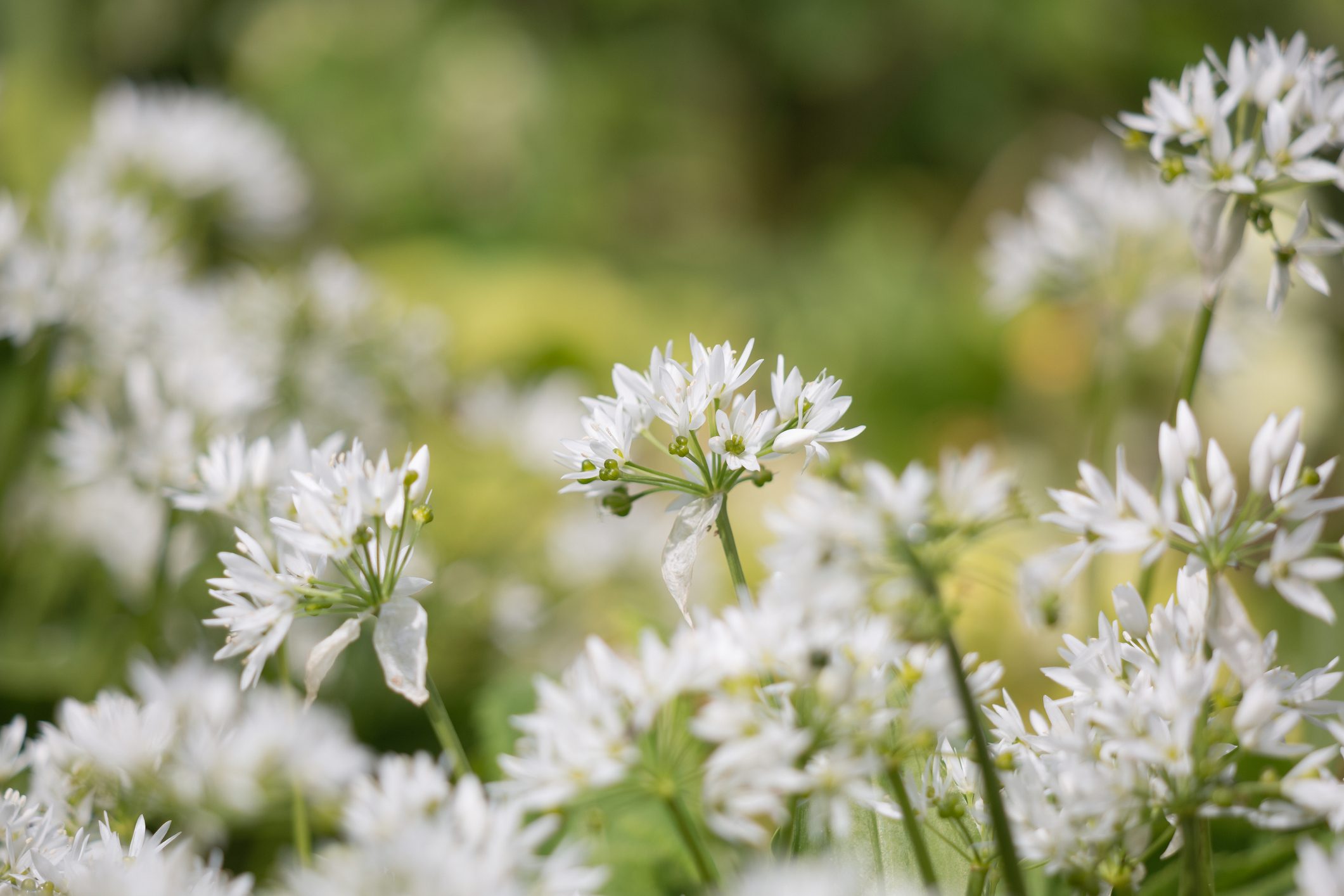 Wild garlic flowering in a garden