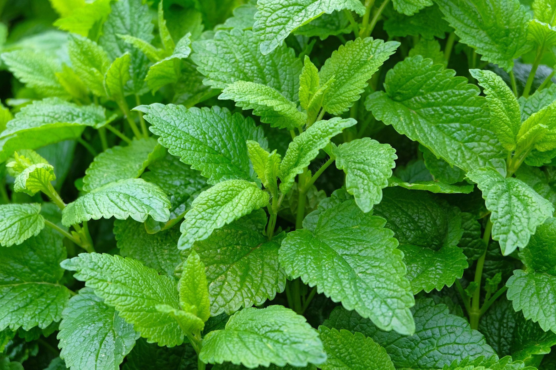 Lemon Balm