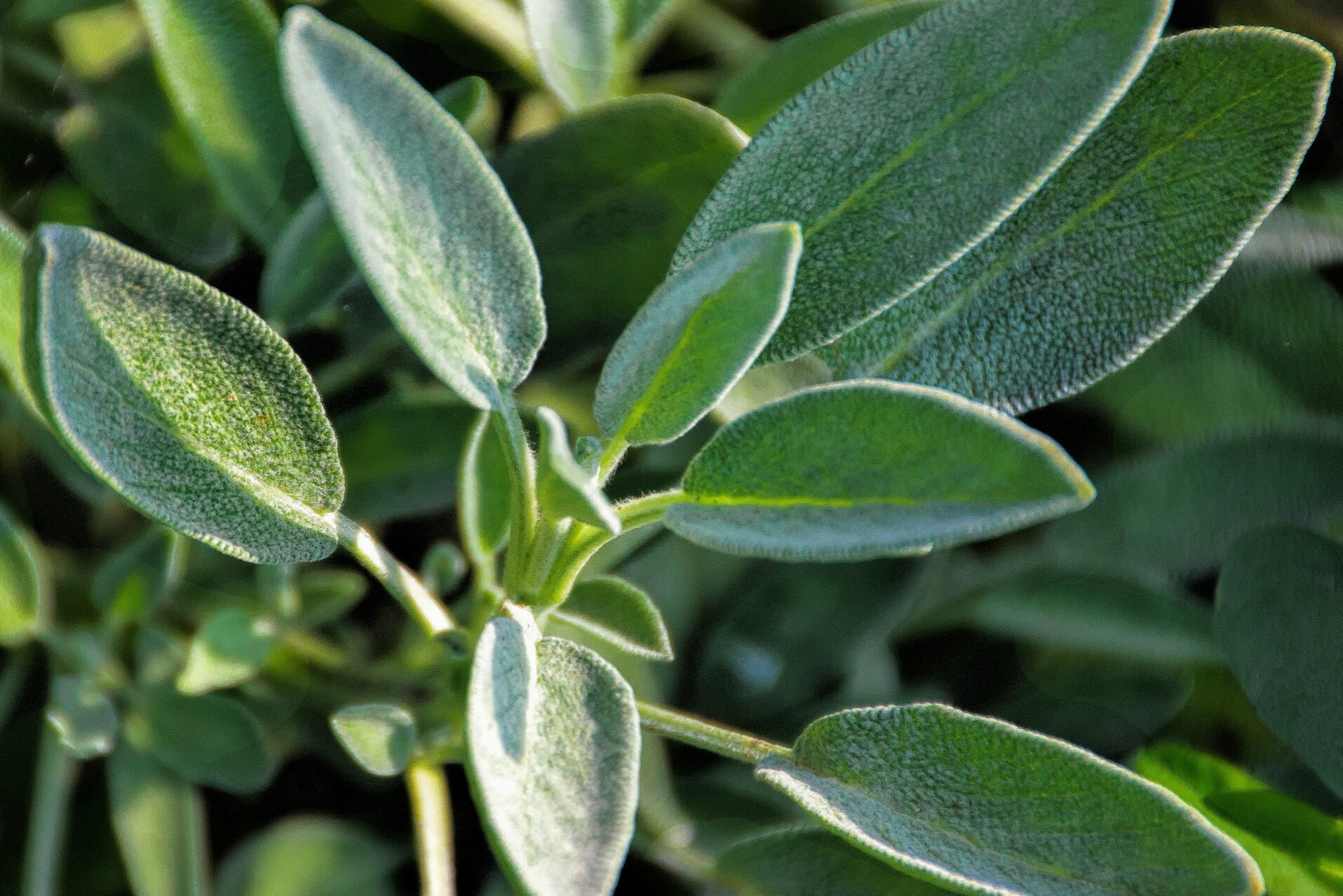 Close-up of sage growing in garden