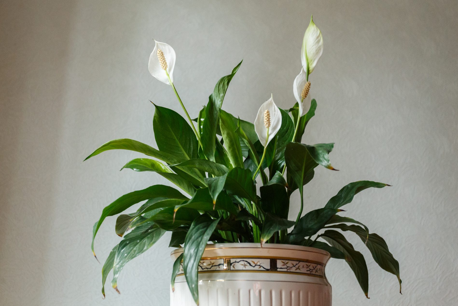 peace lily in a pot