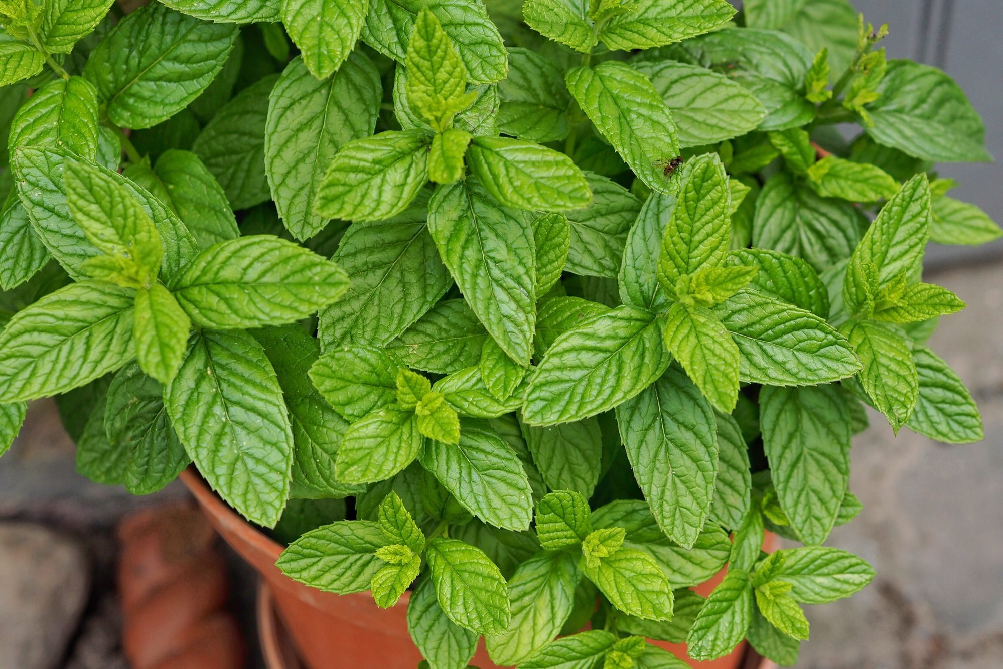 Pot of growing mint