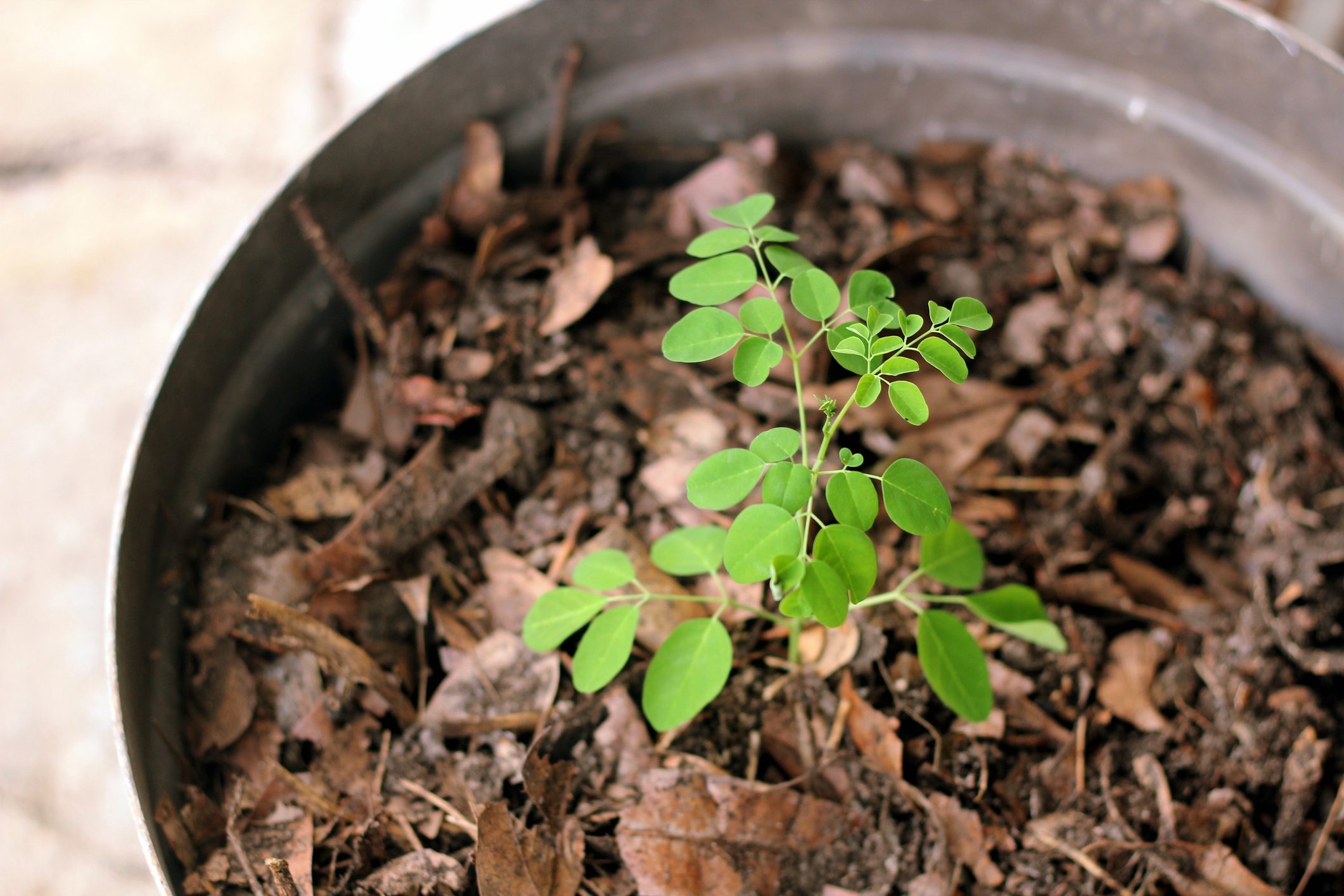 Growing Moringa oleifera Plant