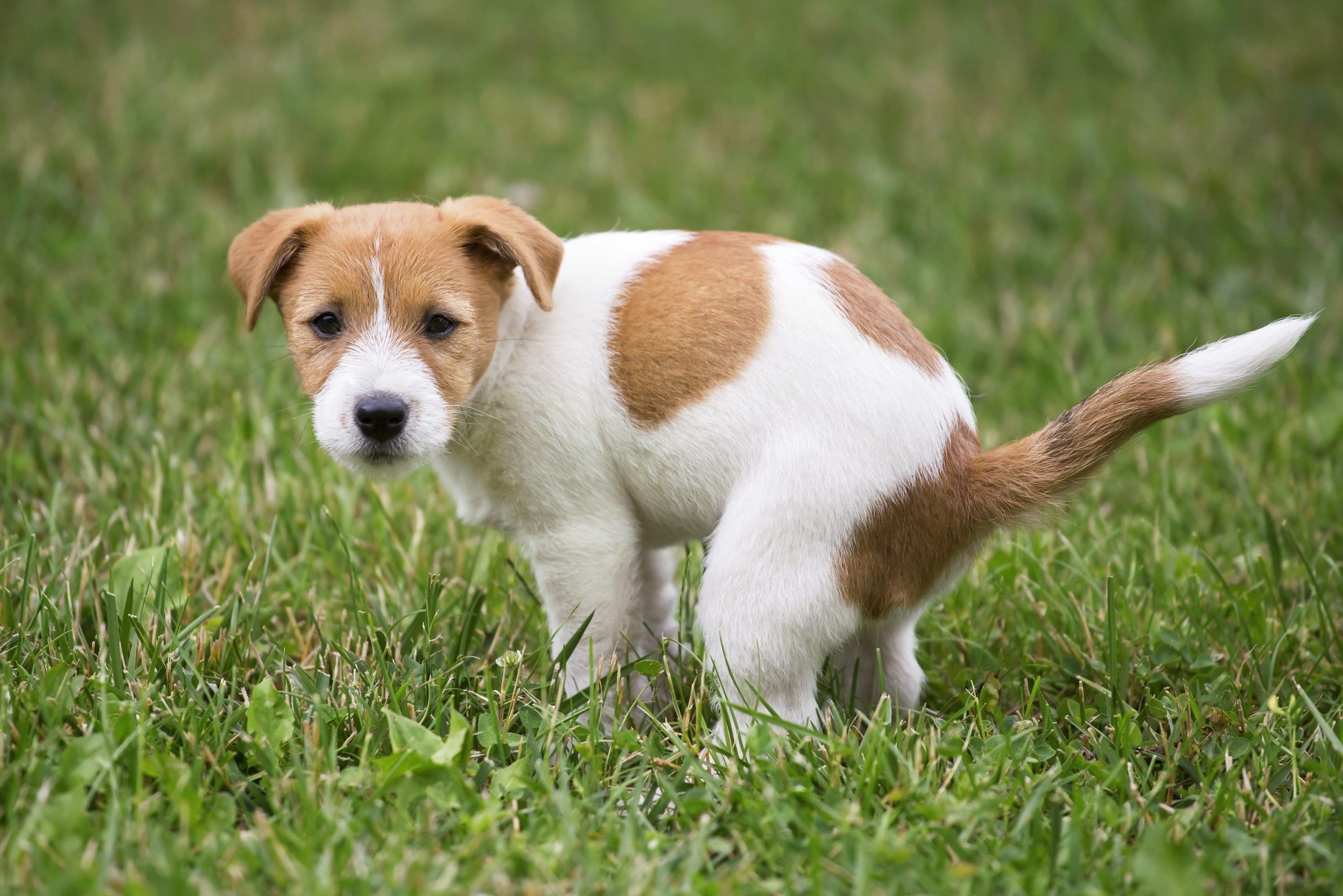 Dog puppy going to the bathroom in the grass