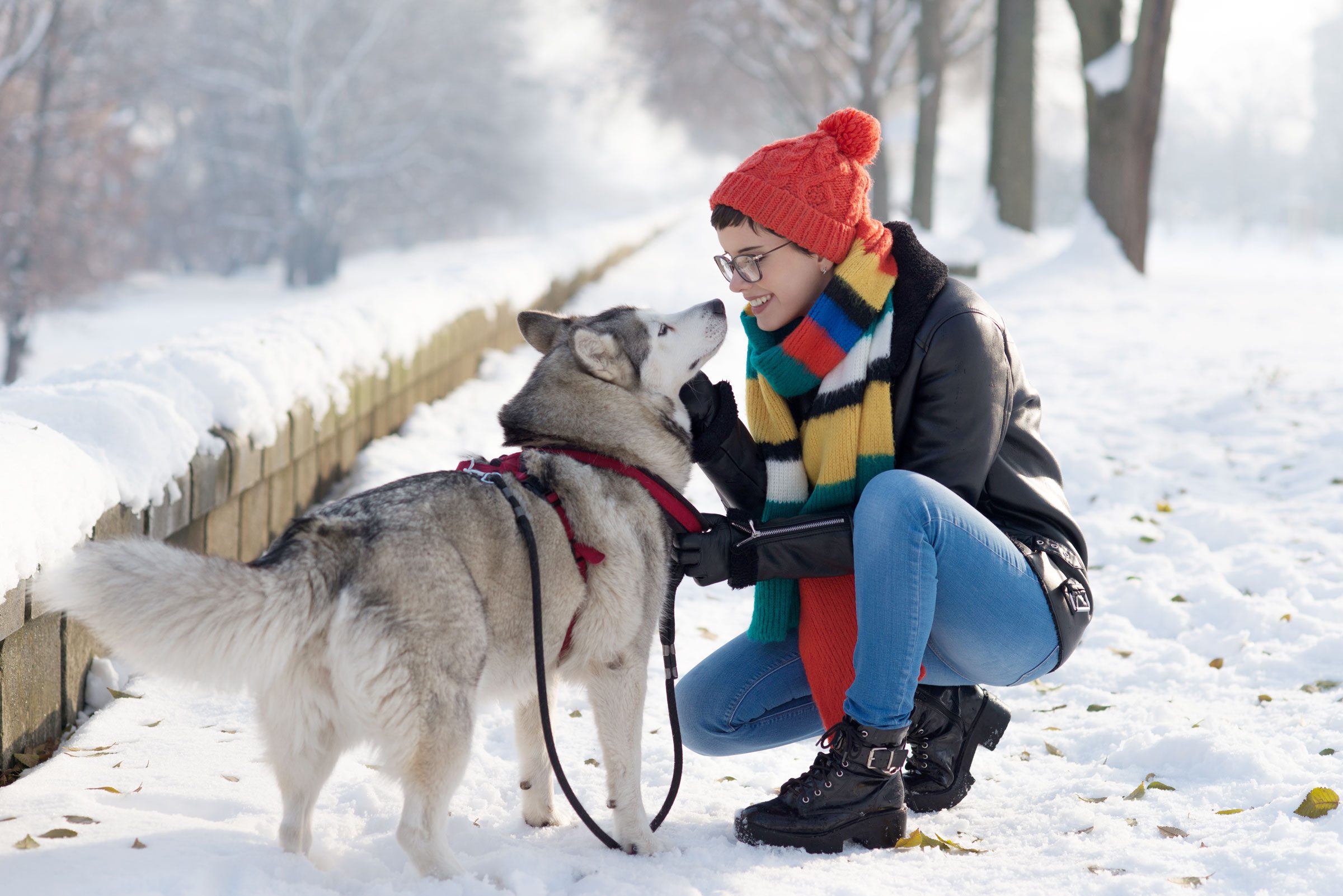 woman walking her husky on a snowy winter day