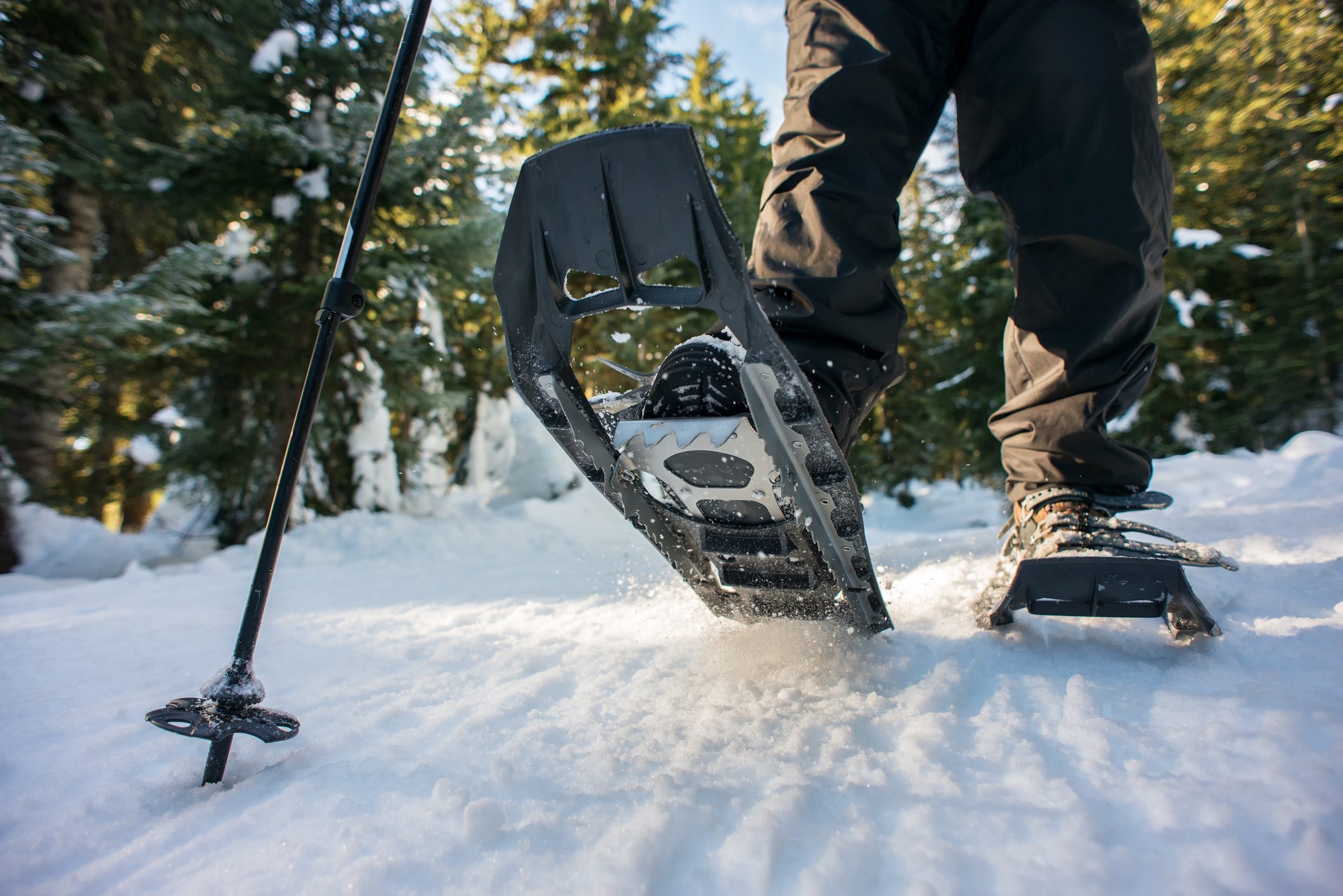 Closeup of Hiker Snowshoeing on Trail Through Winter Forest, Canada