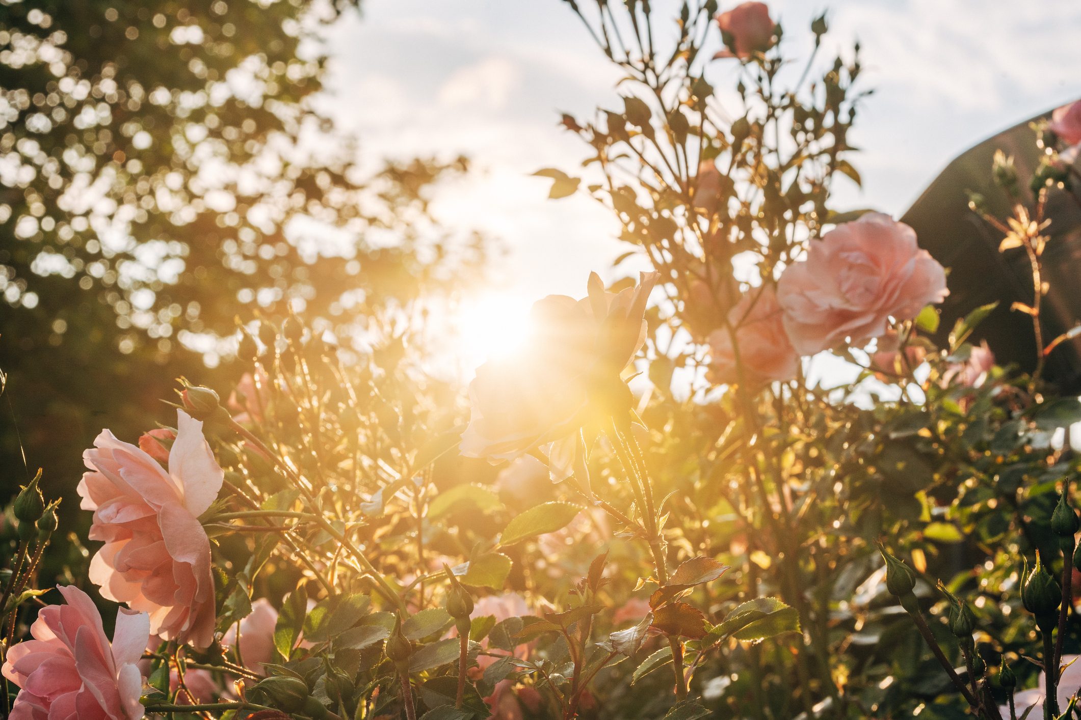 pink roses in a garden with morning sunlight shining through