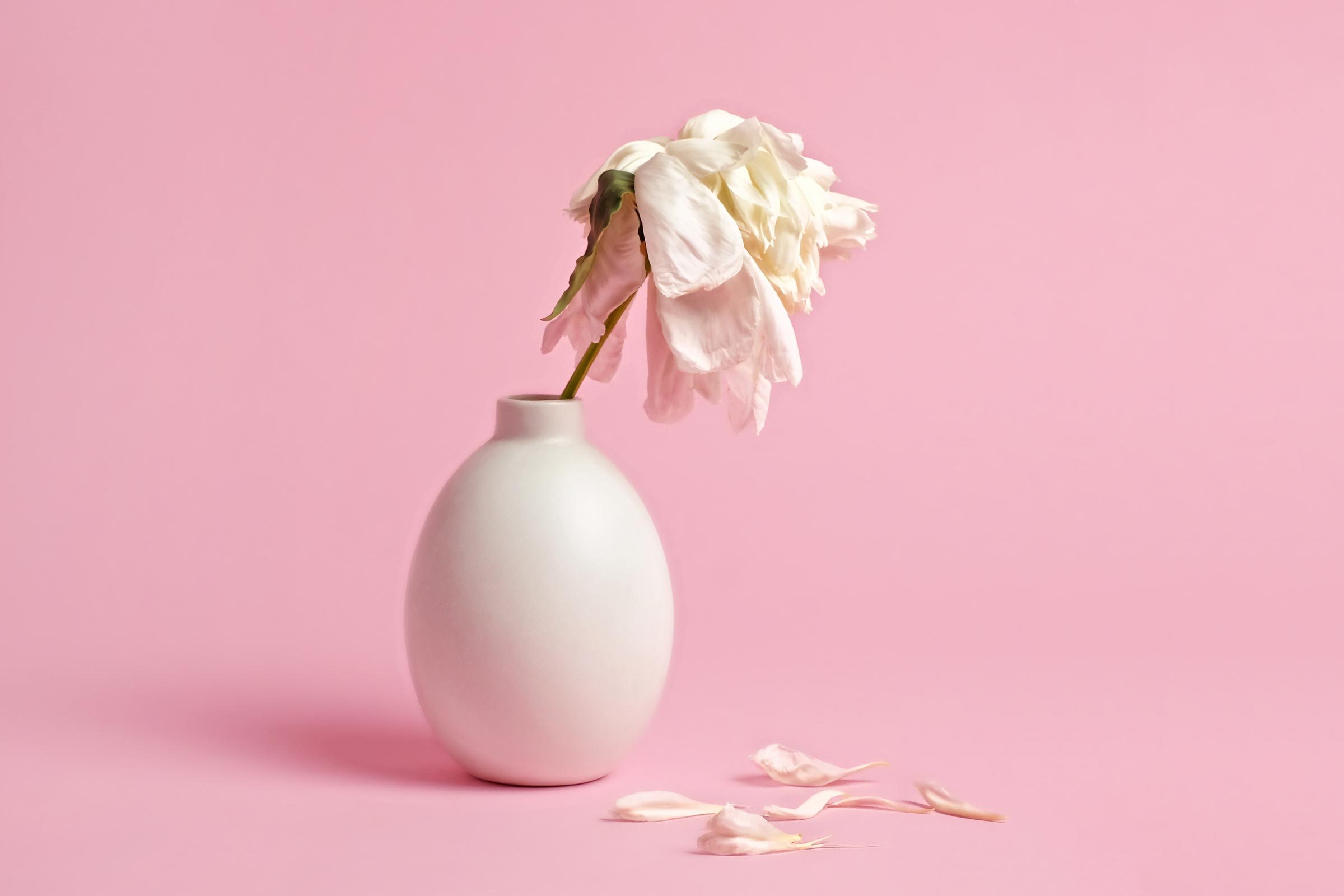 dry wilting pink flower in a vase on a pink background