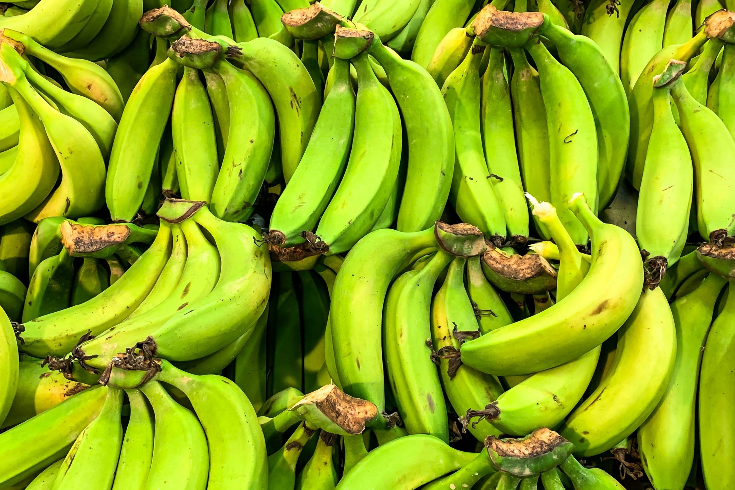 Large green bananas on a rack in a supermarket