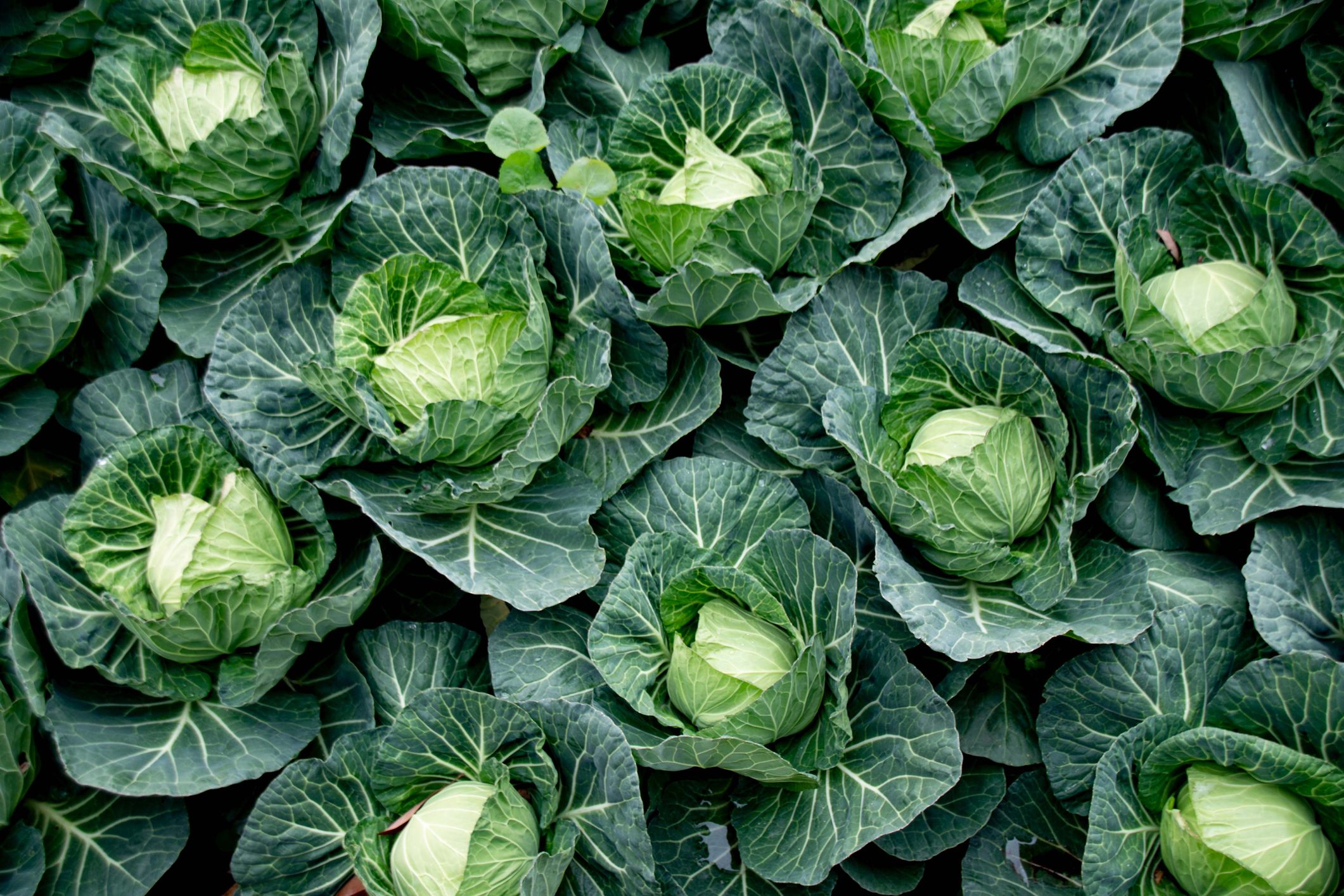 Fresh cabbage