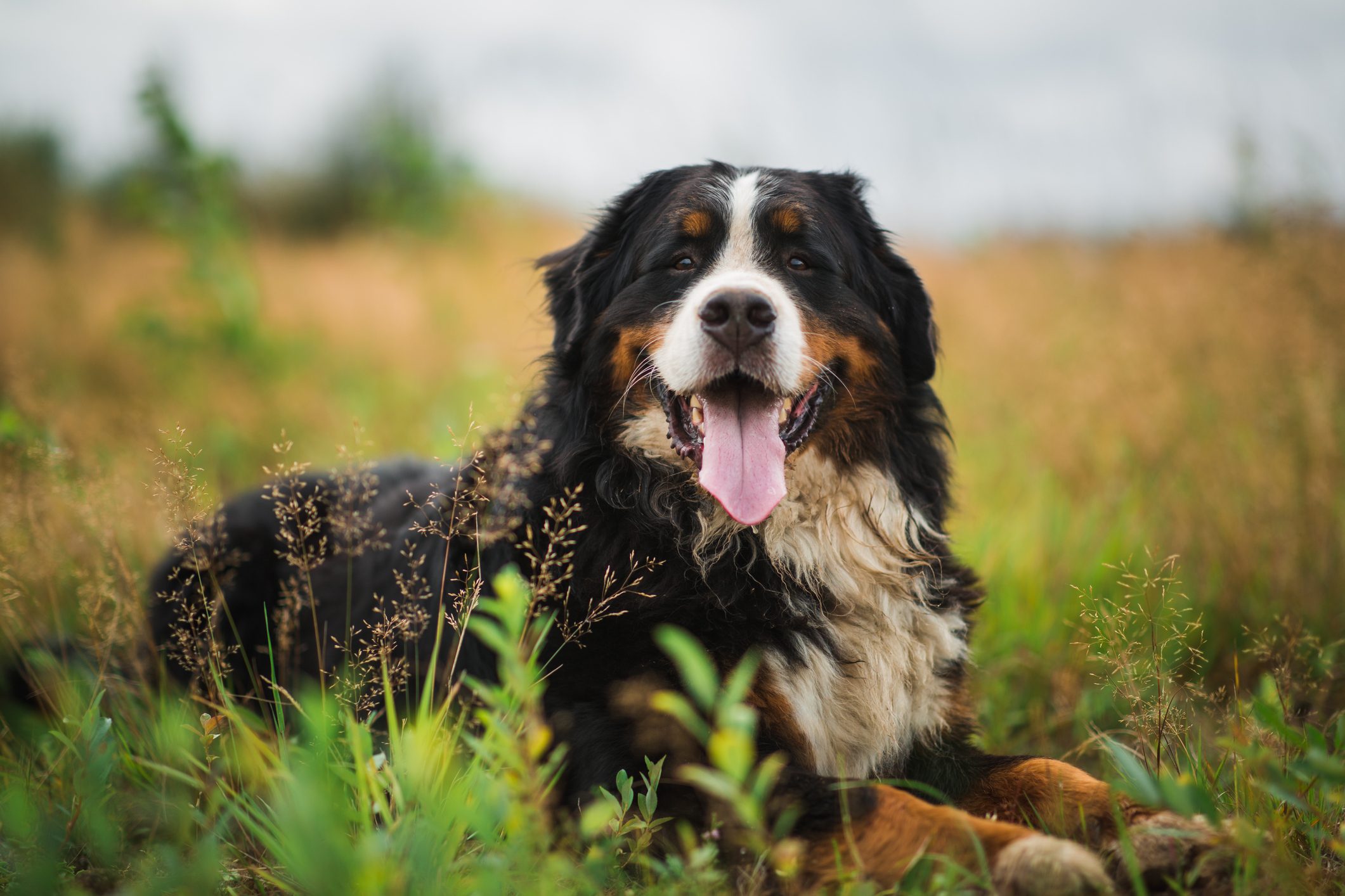 Bernese mountain dog in the summer meadow