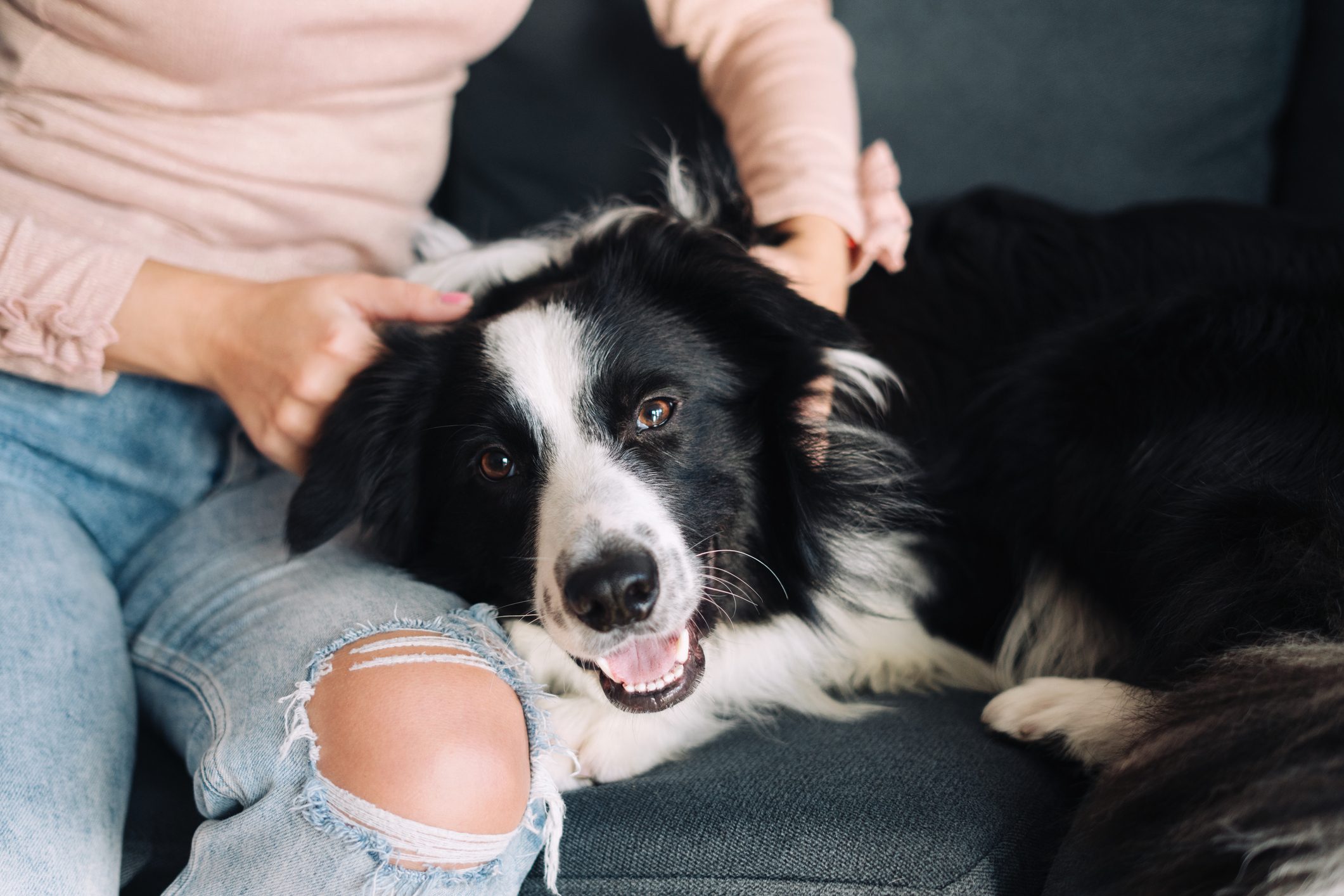 Woman playing with her dog at home