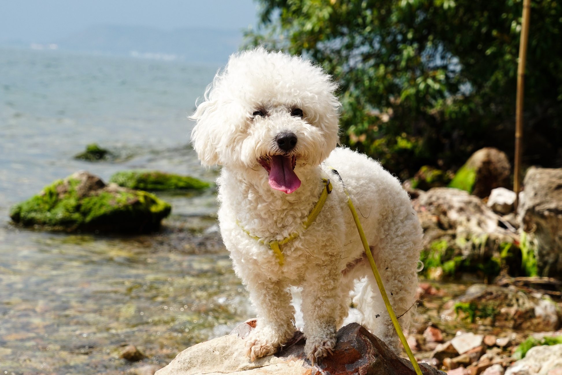 Smiling bichon